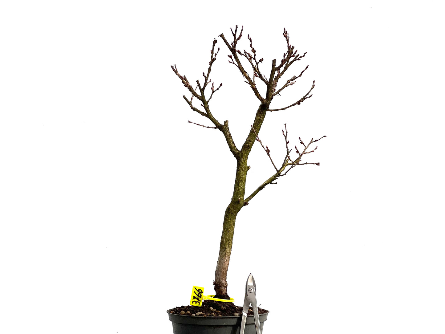 Carpinus Turczaninowii 3766