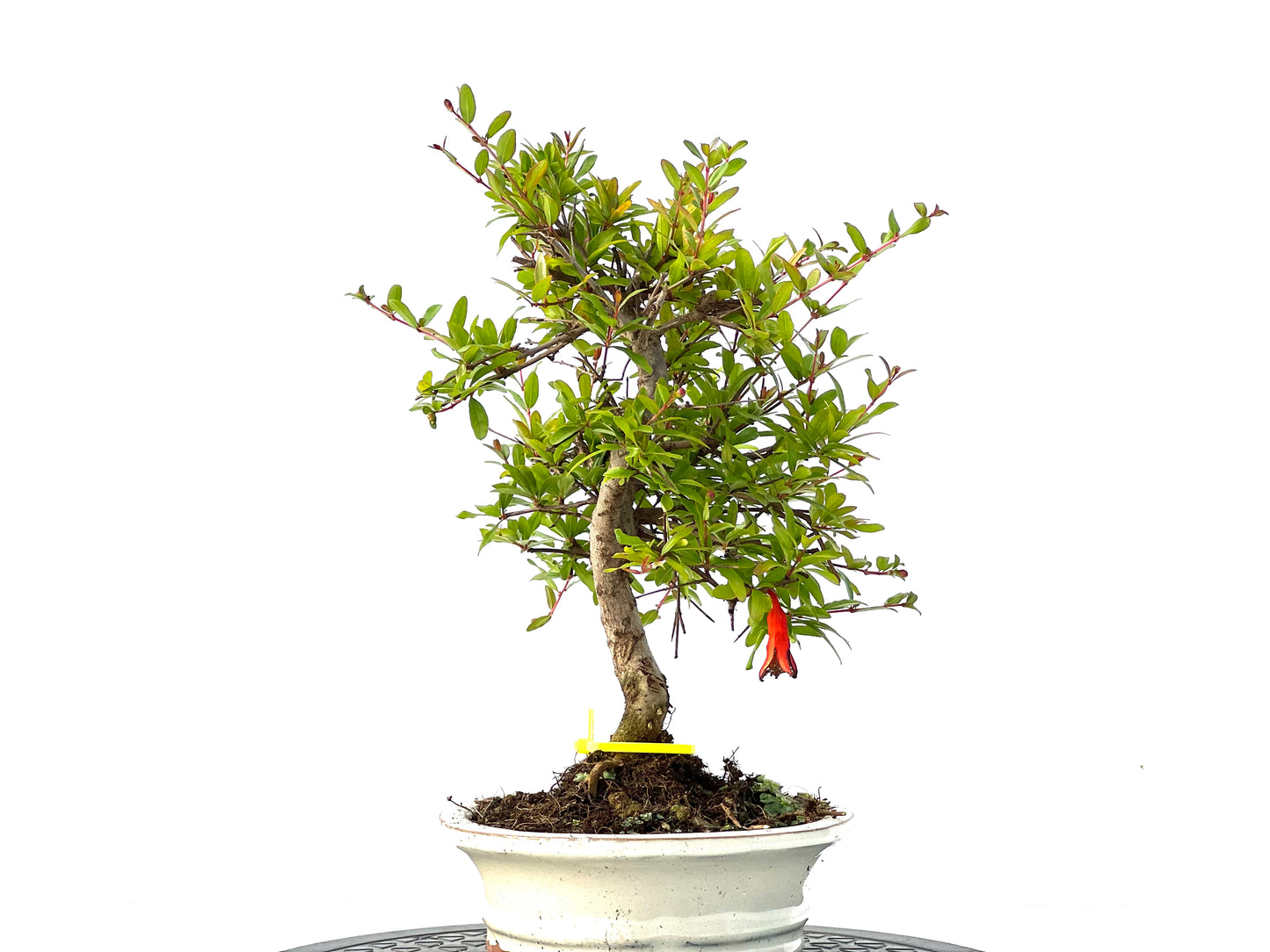 Punica Granatum Nana 2157