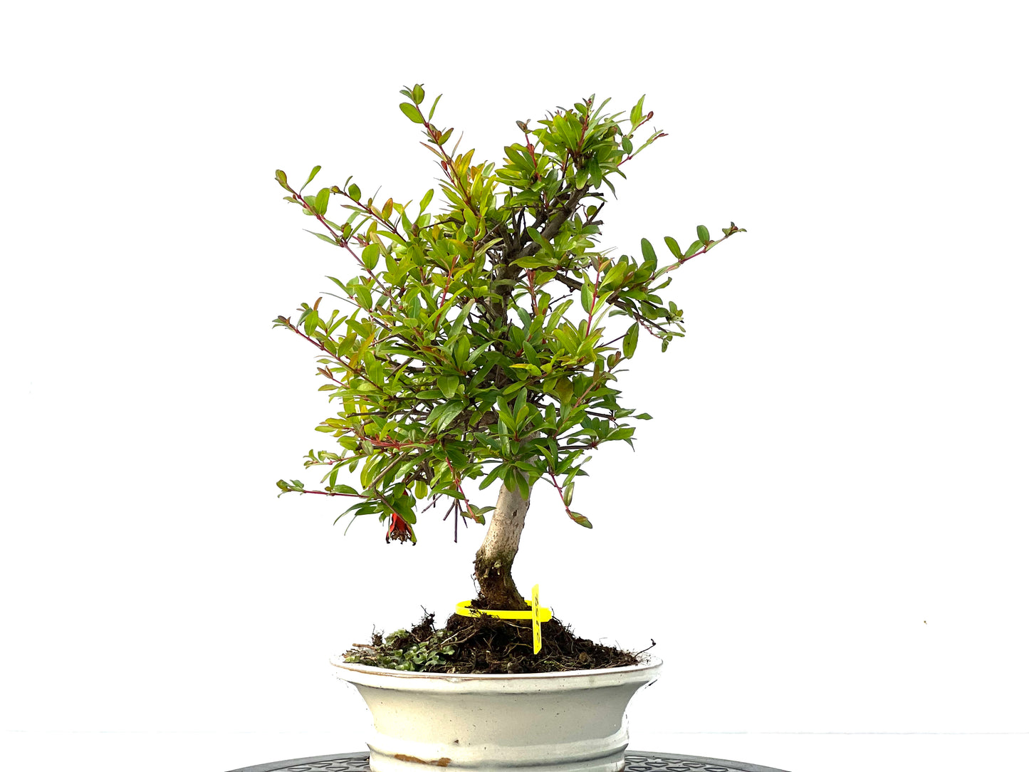 Punica Granatum Nana 2157