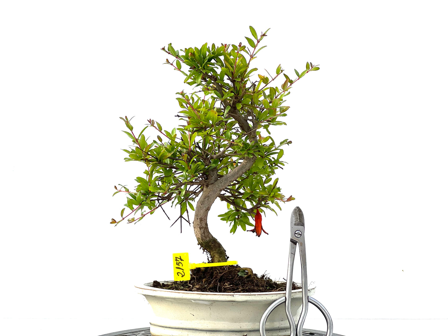 Punica Granatum Nana 2157