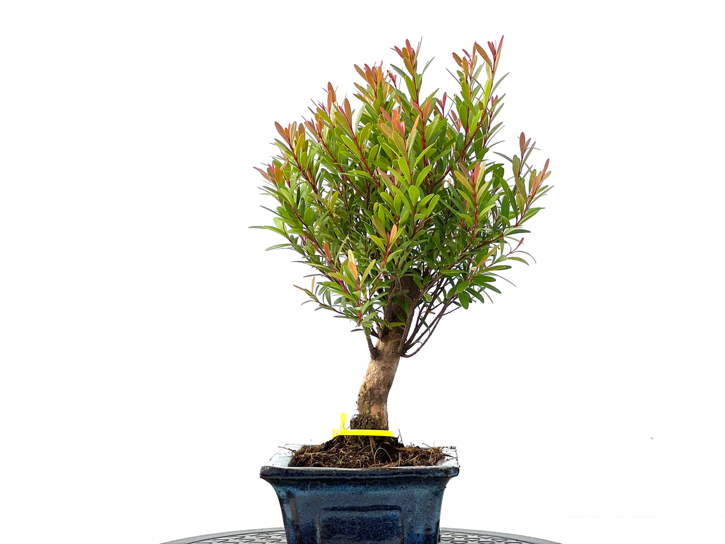 Syzigium Buxifolium 2157