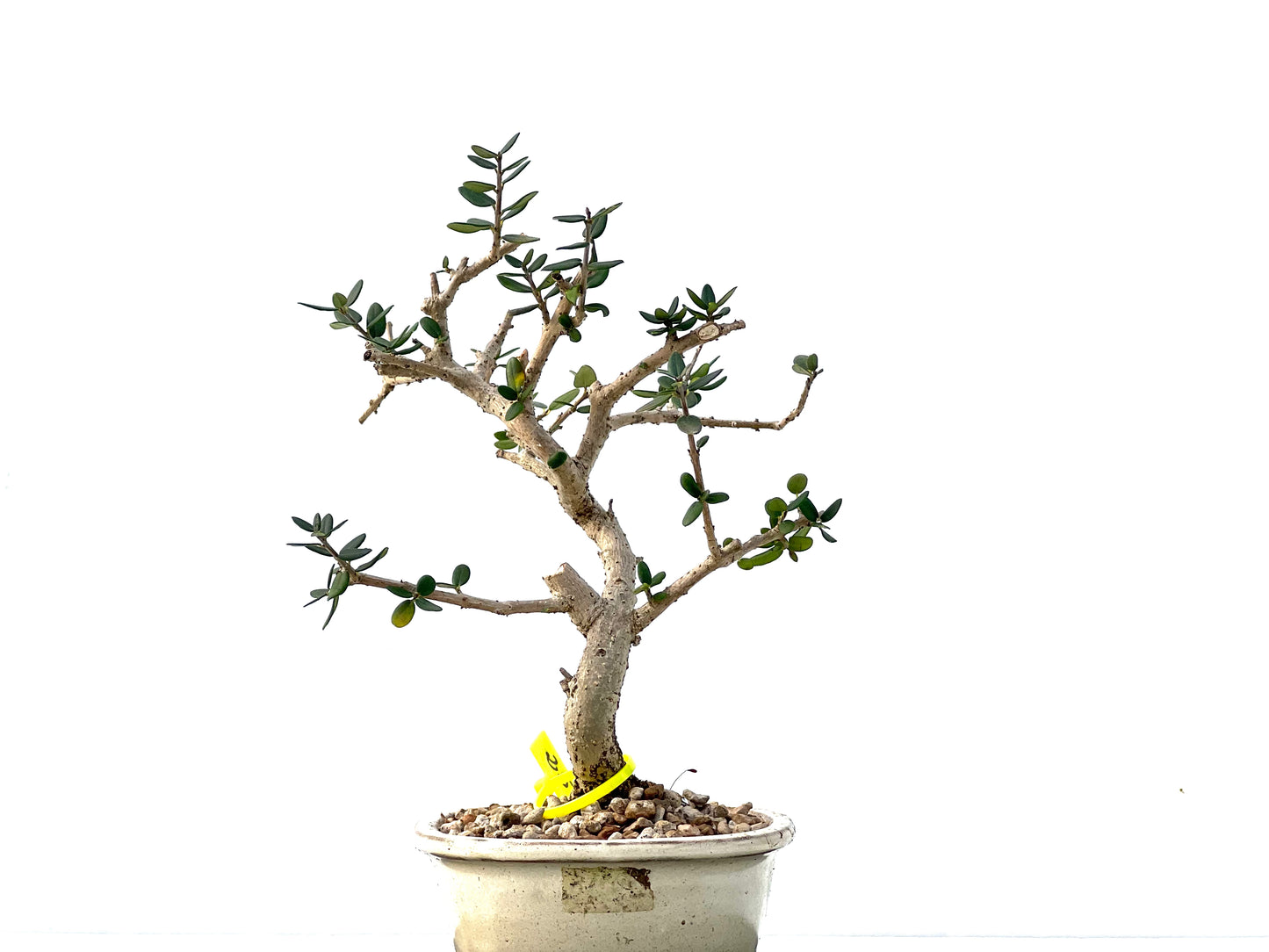 Olea Europaea Sylvestris 2159