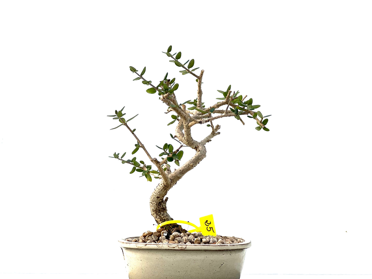Olea Europaea Sylvestris 2159