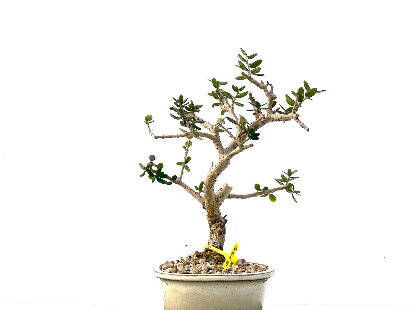 Olea Europaea Sylvestris 2159