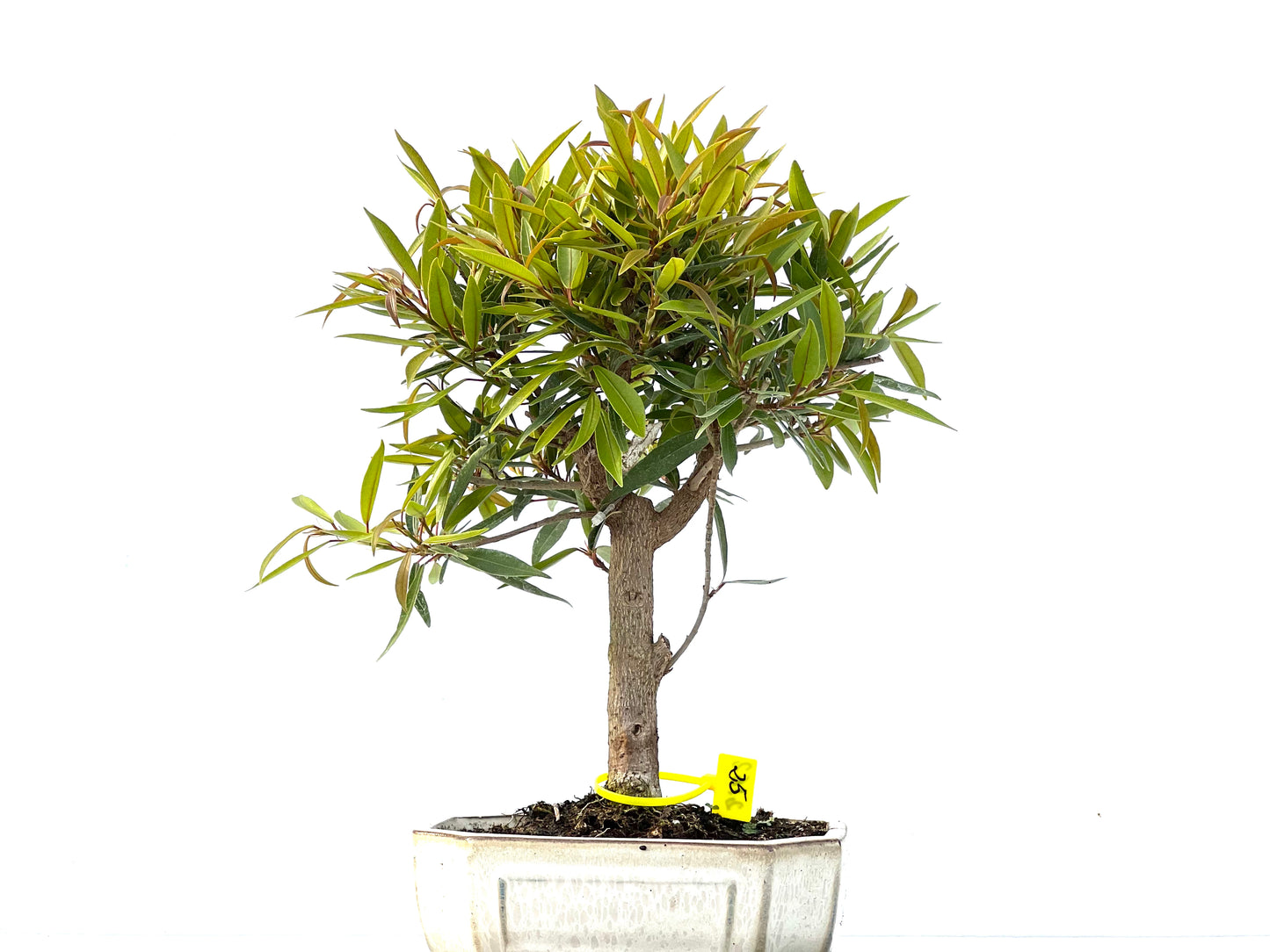 Ficus Nerifolia 2162