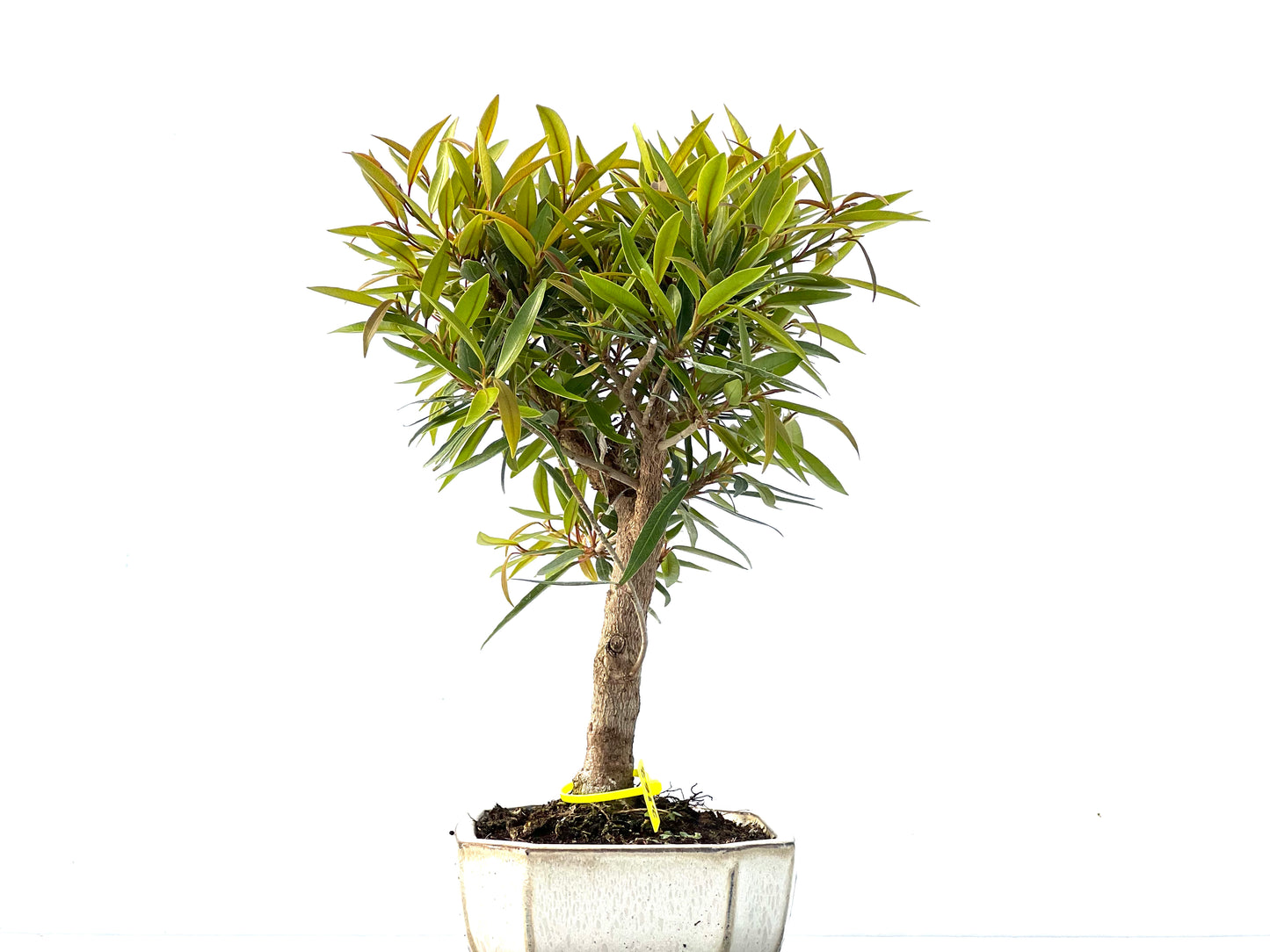 Ficus Nerifolia 2162