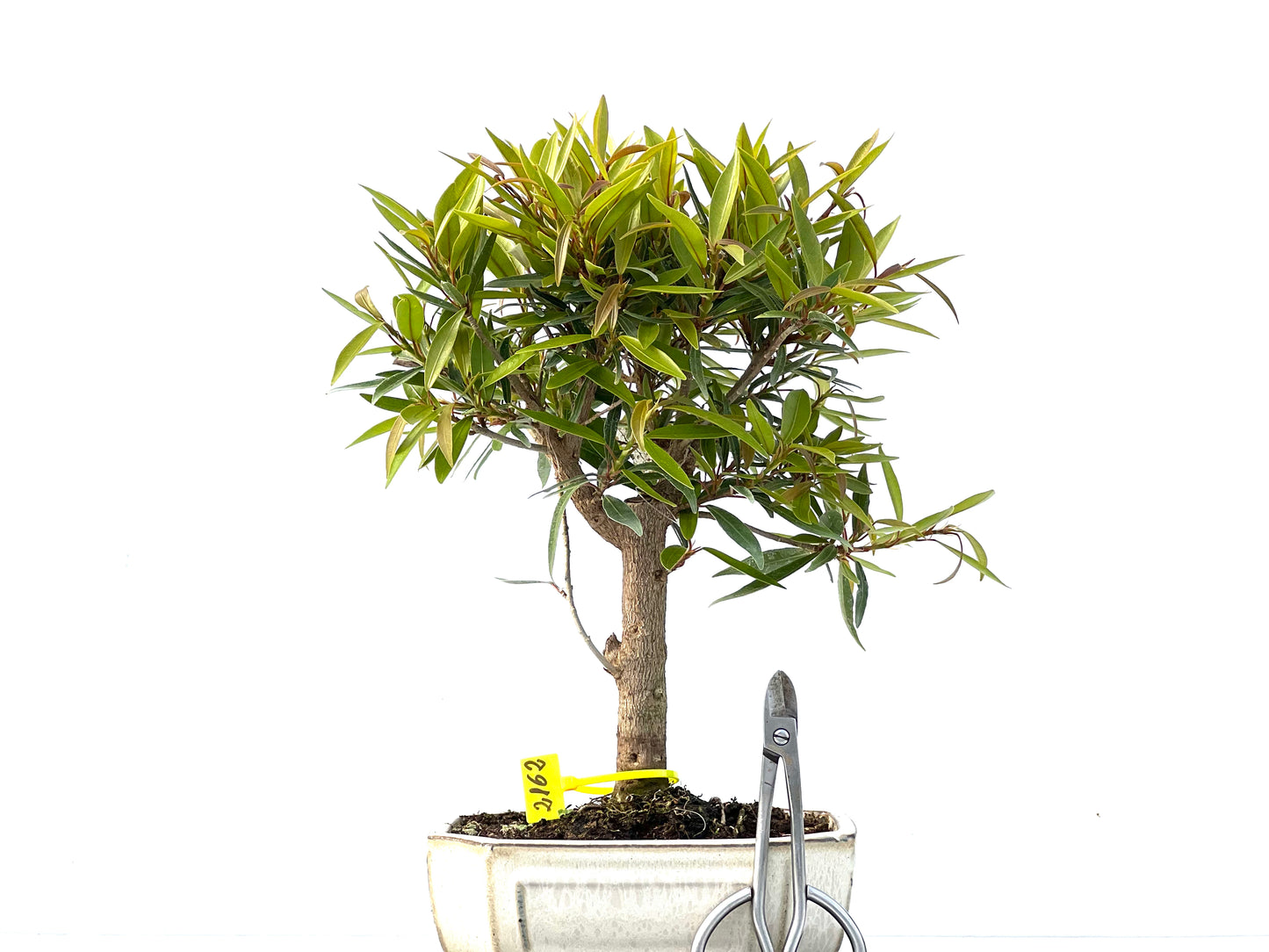 Ficus Nerifolia 2162