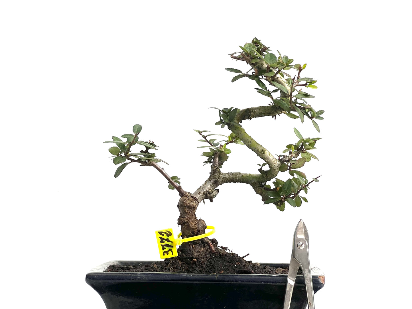 Pyracantha 3772