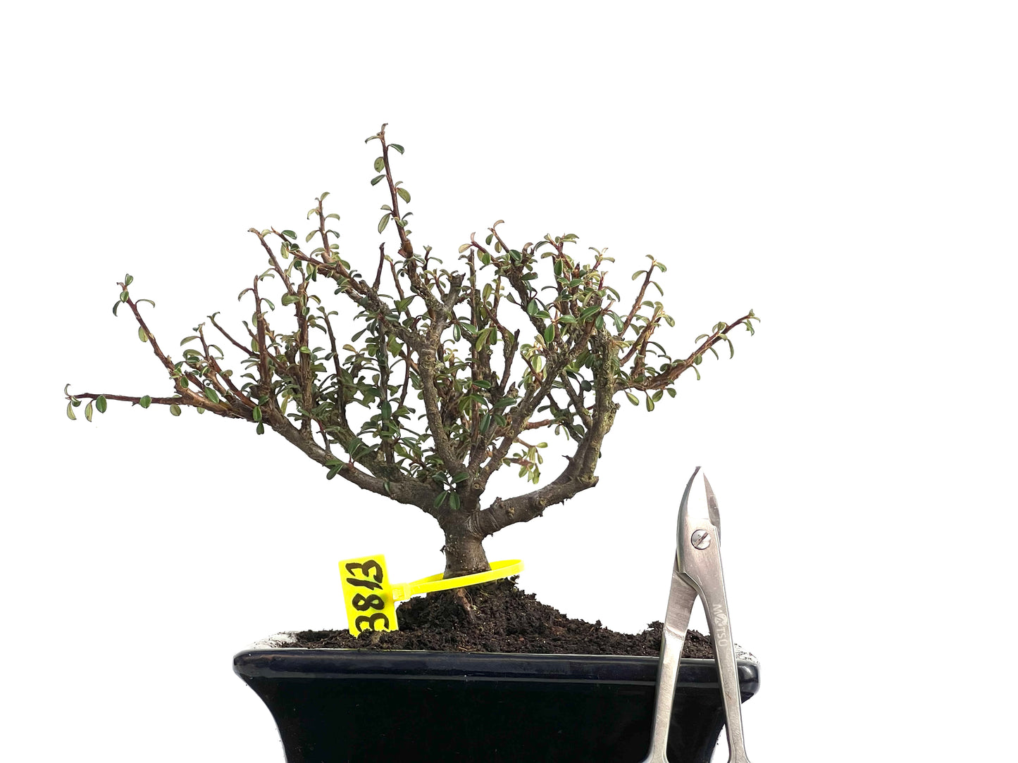 Cotoneaster Microphyllus 3813