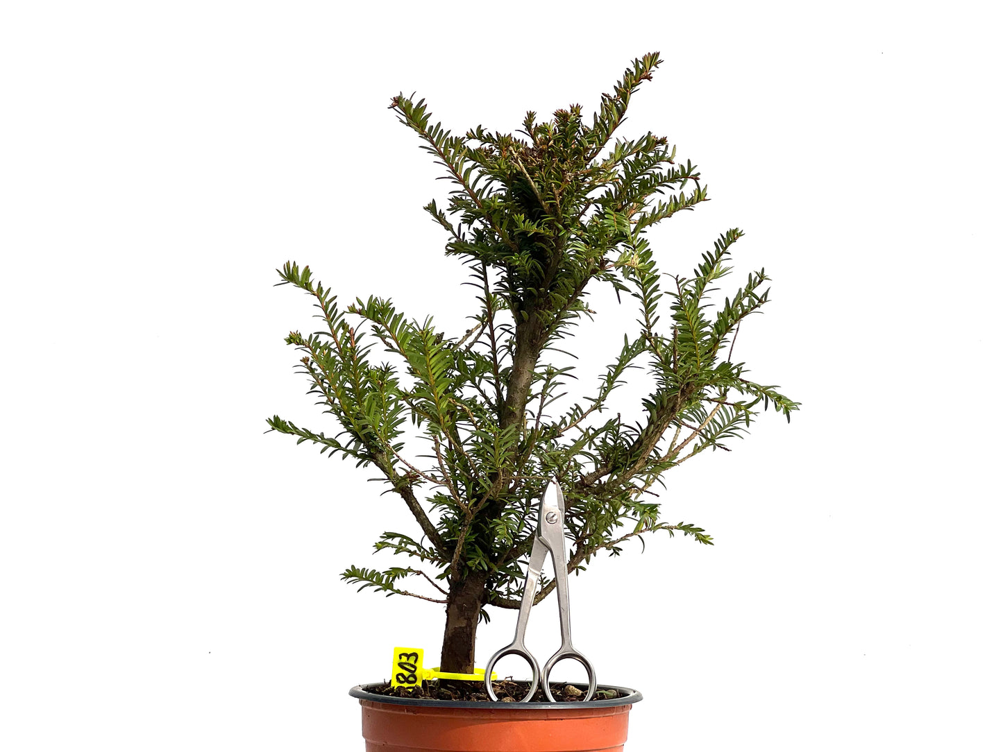 Taxus Baccata 3803