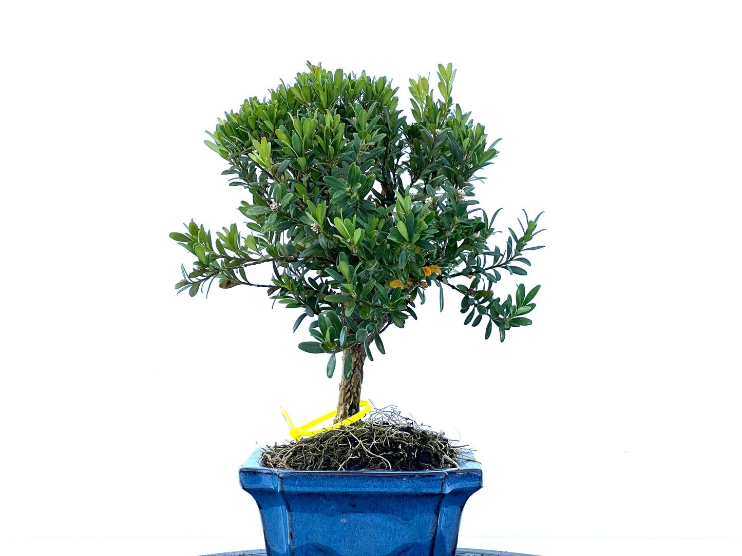 Buxus Harlandii 2168