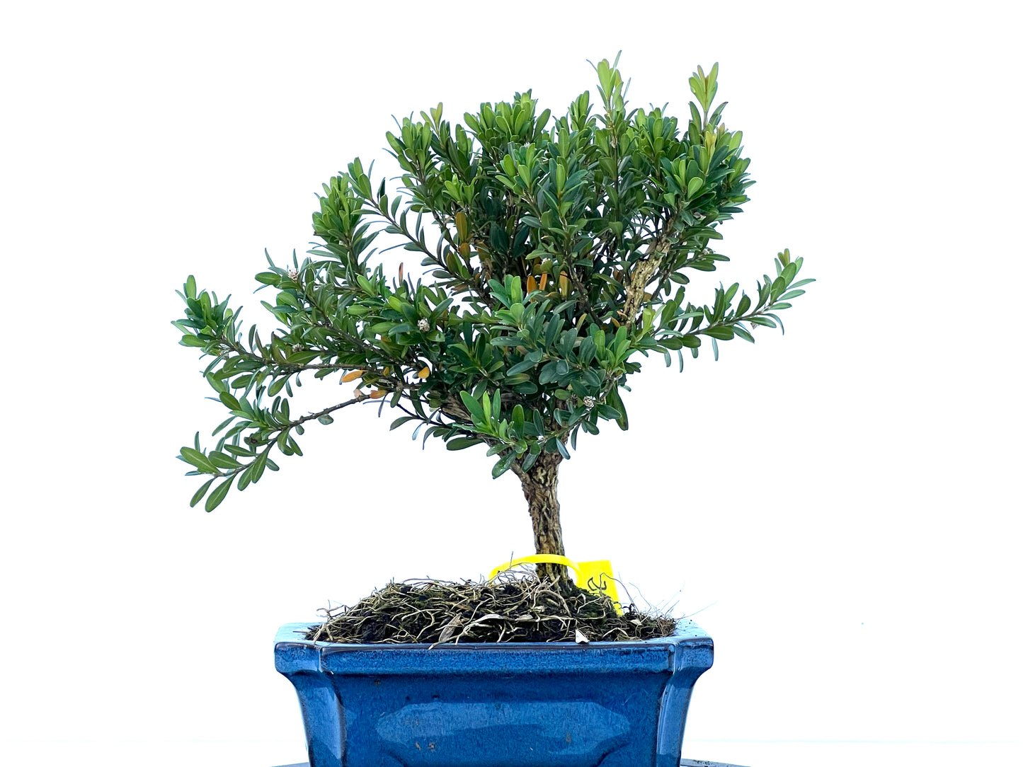 Buxus Harlandii 2168