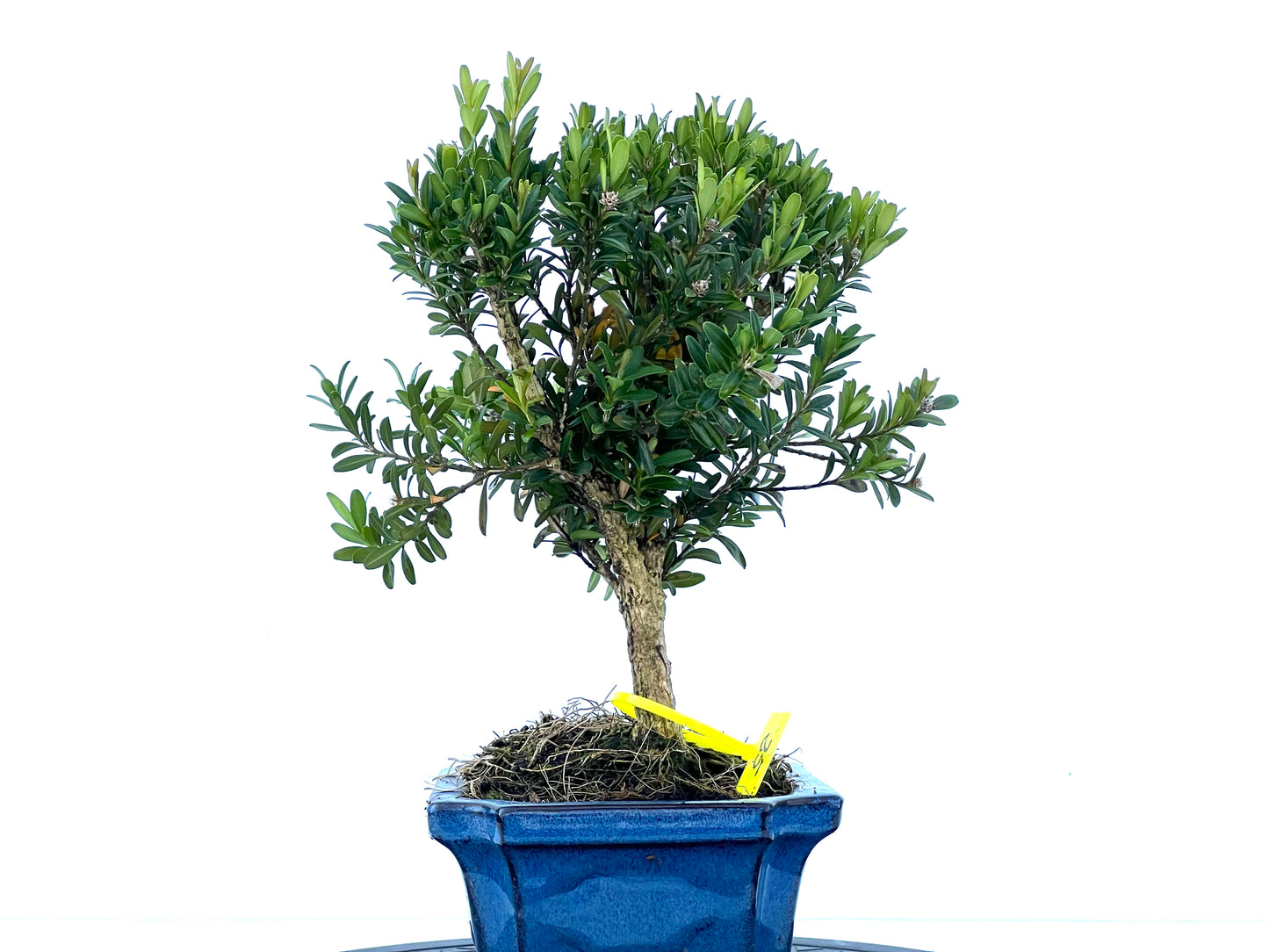 Buxus Harlandii 2168