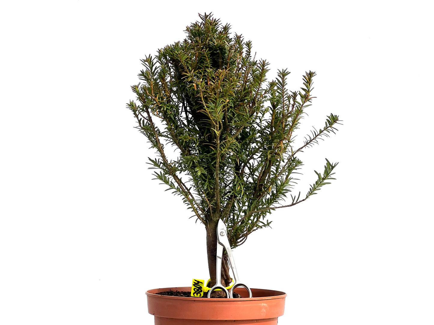 Taxus Baccata 3804