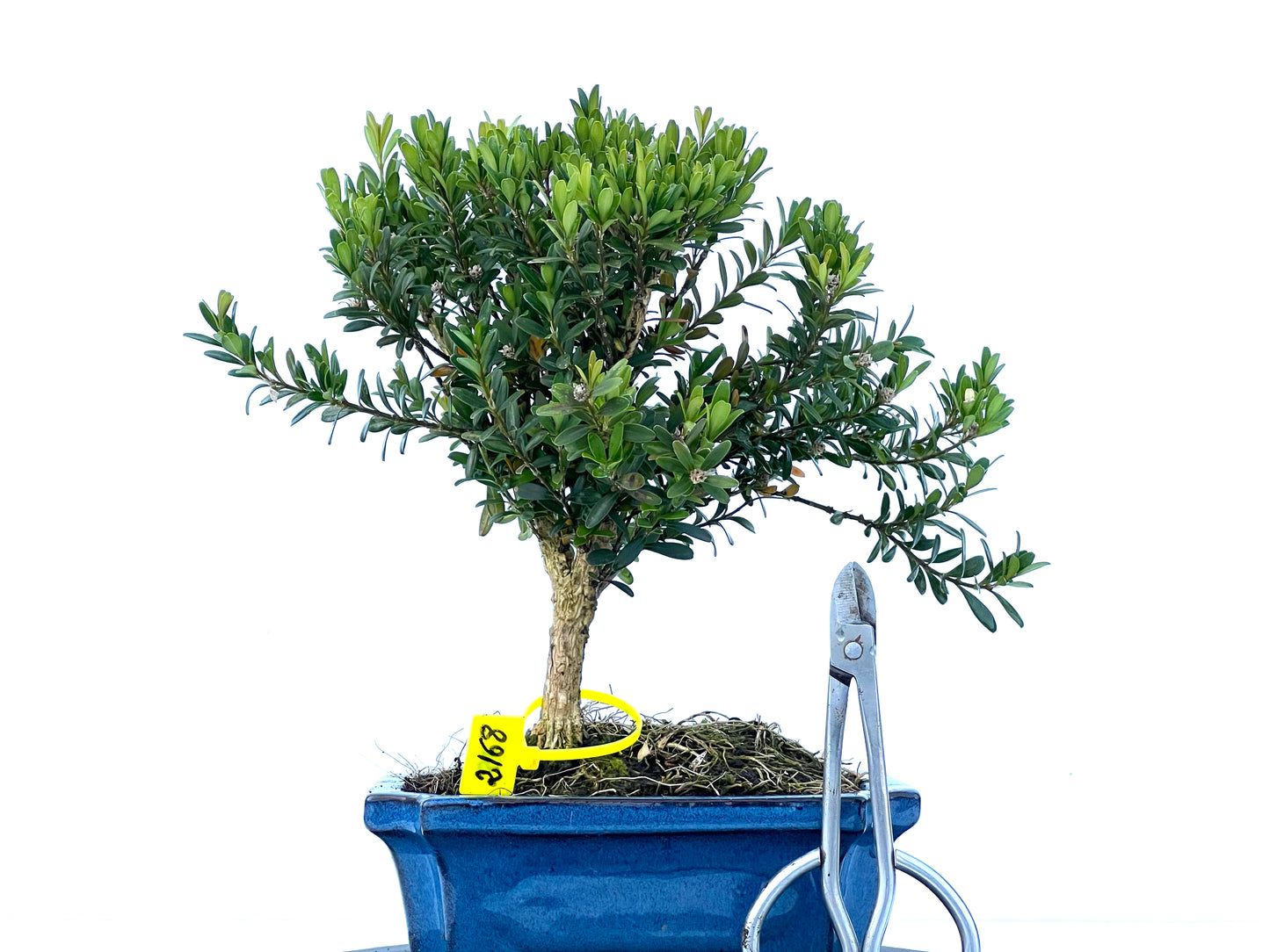 Buxus Harlandii 2168
