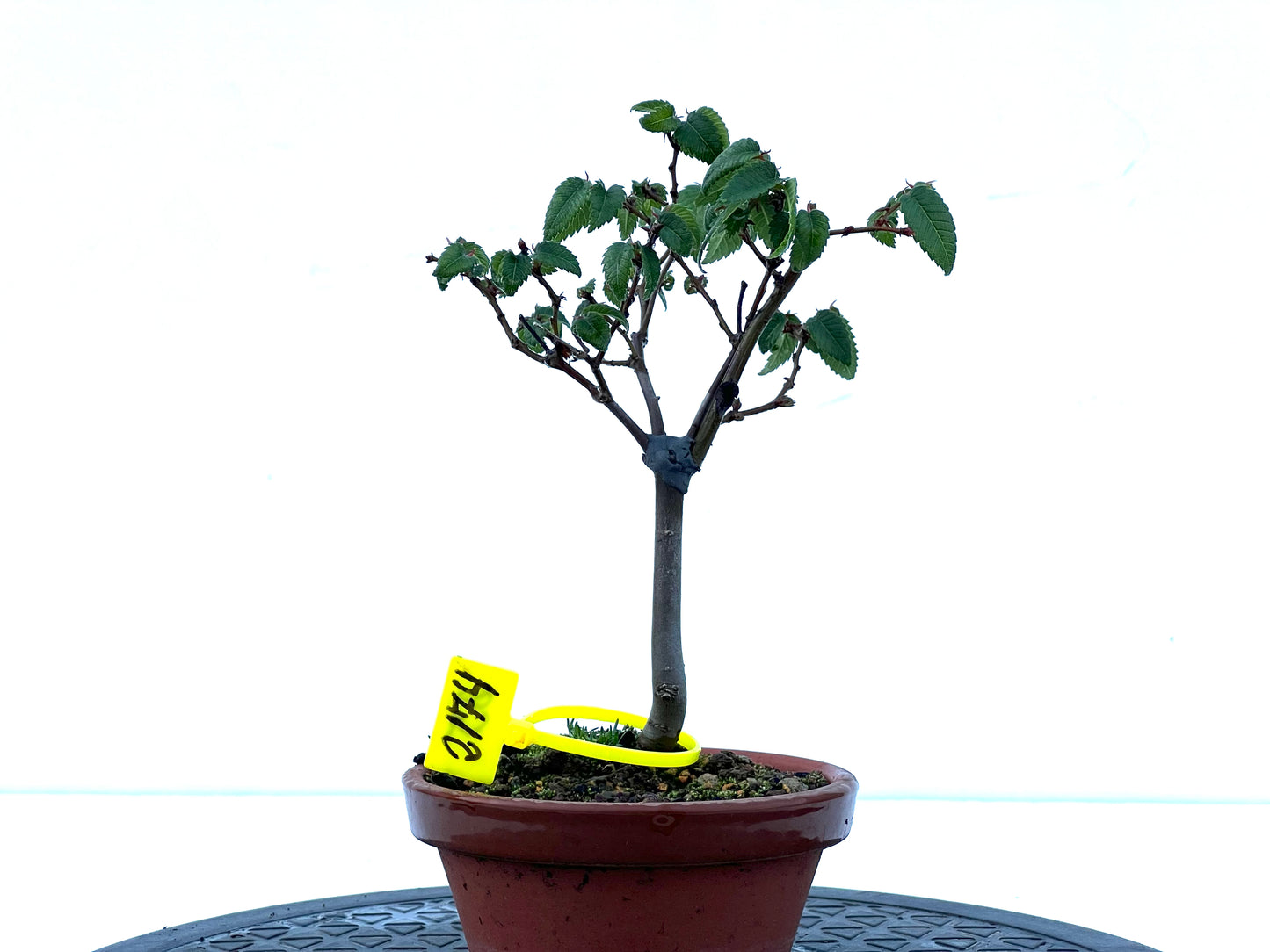 Zelkova Serrata 2174