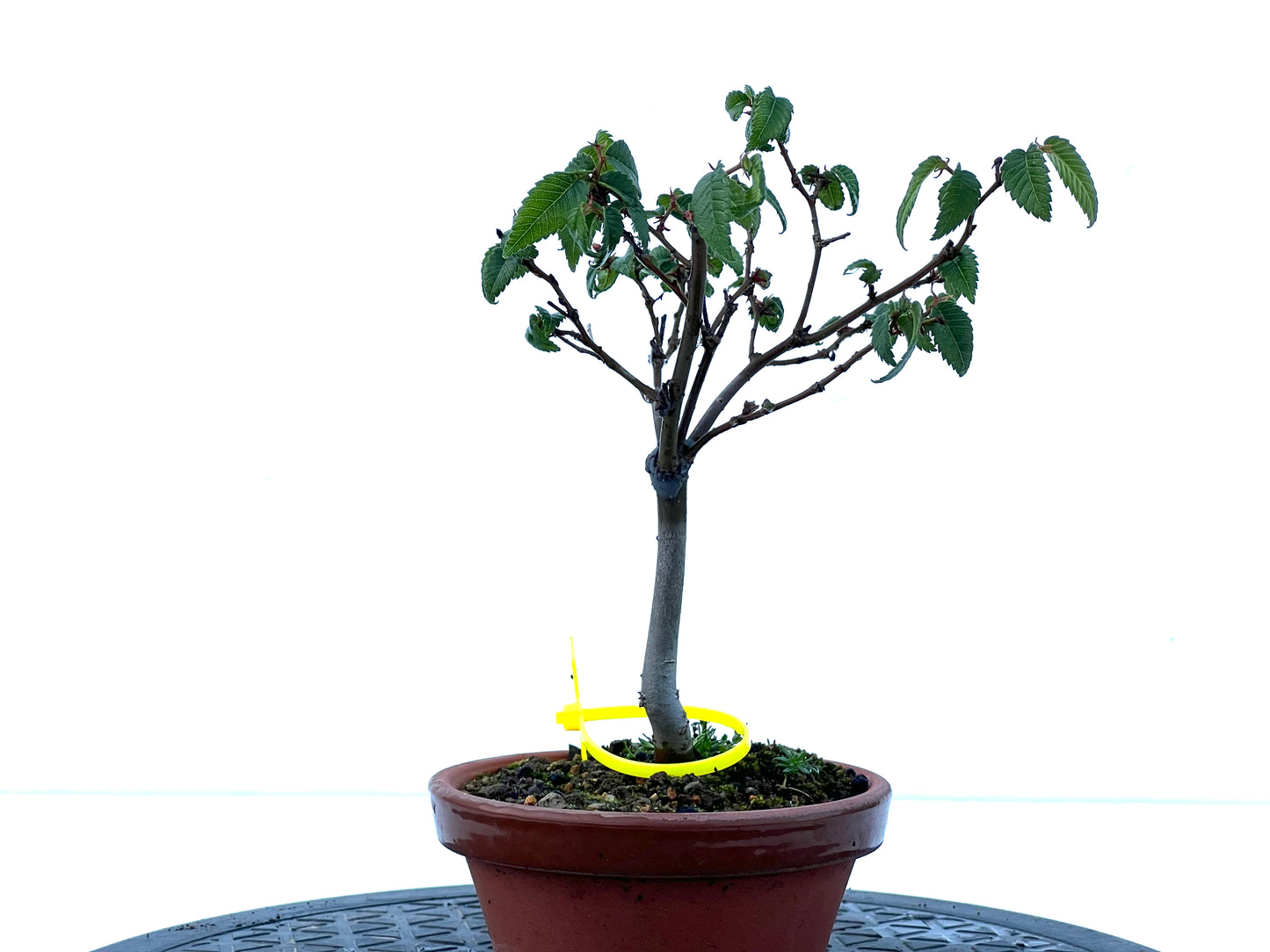 Zelkova Serrata 2174