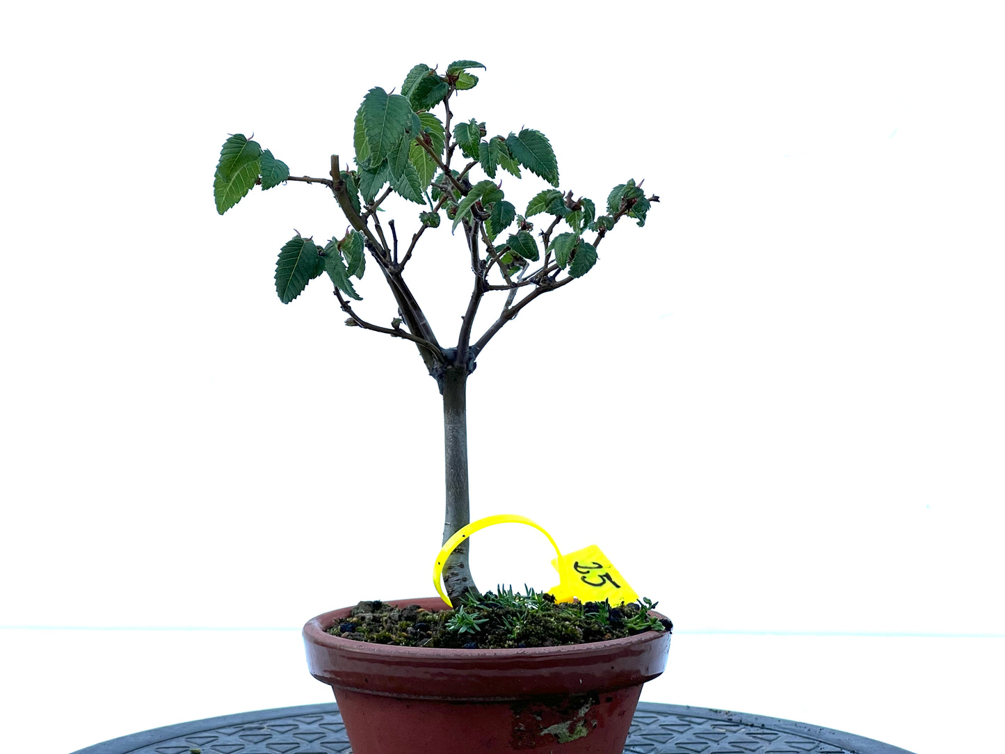 Zelkova Serrata 2174