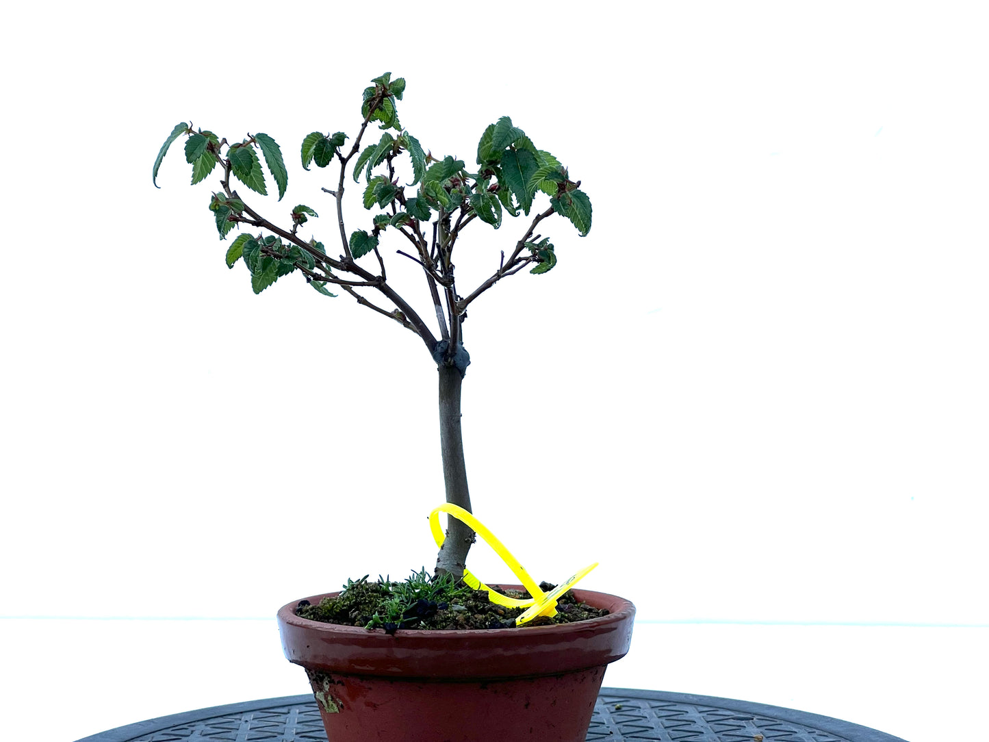 Zelkova Serrata 2174