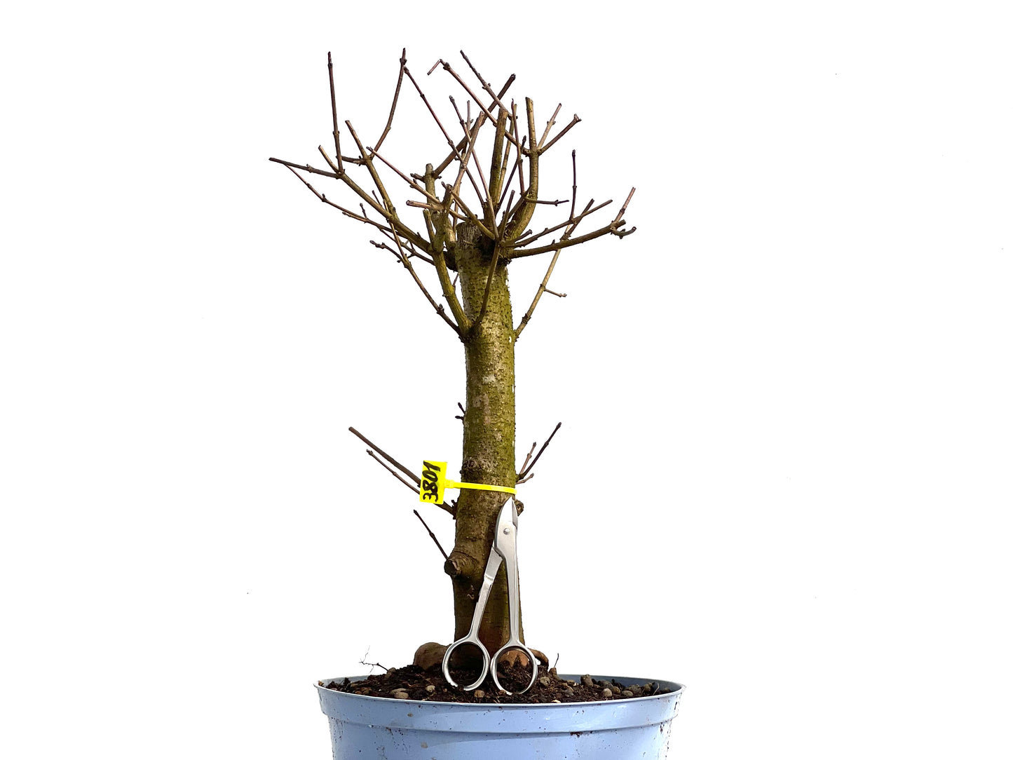 Acer Campestris 3801