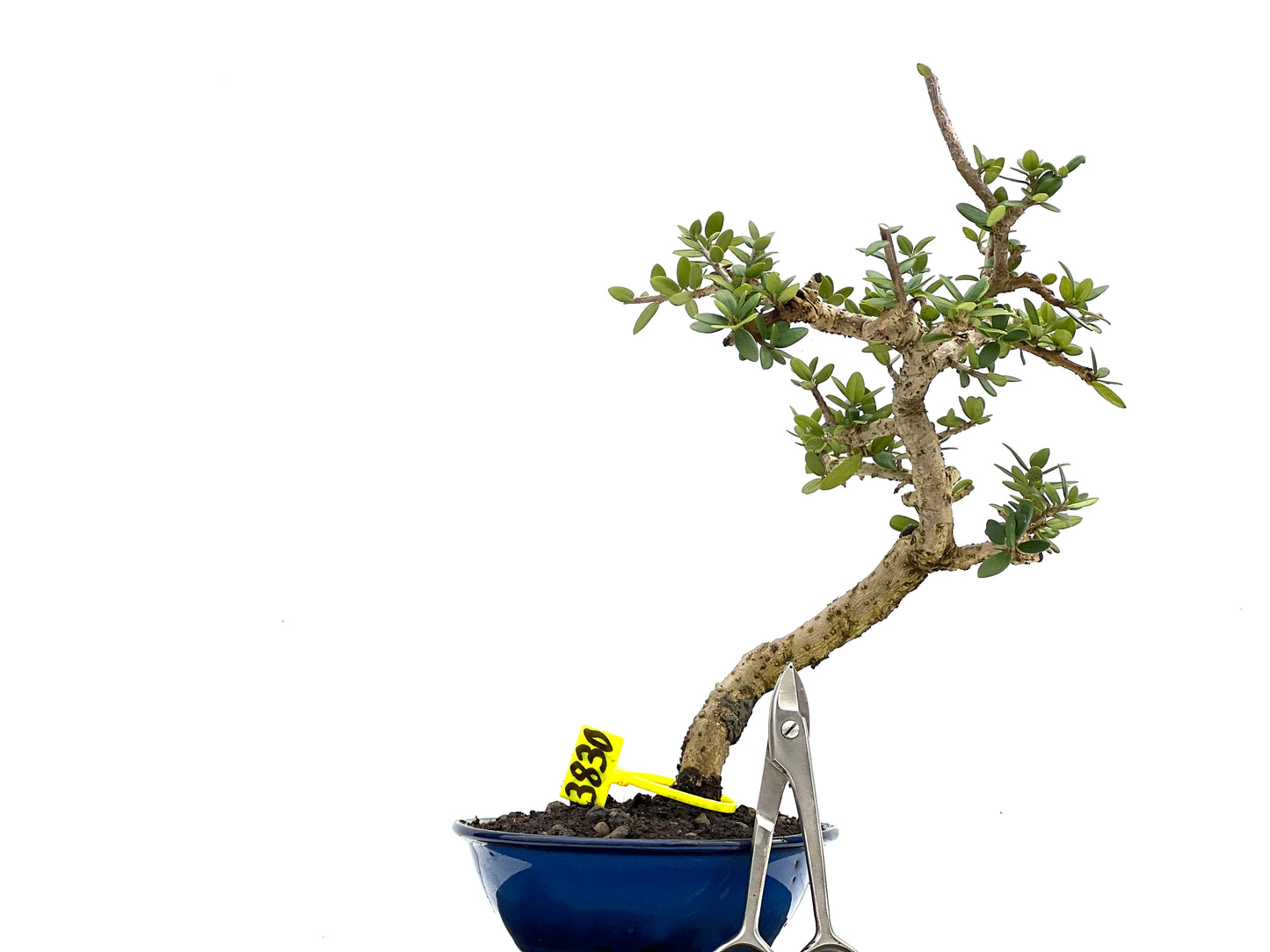 Olea Europaea Sylvestris 3830