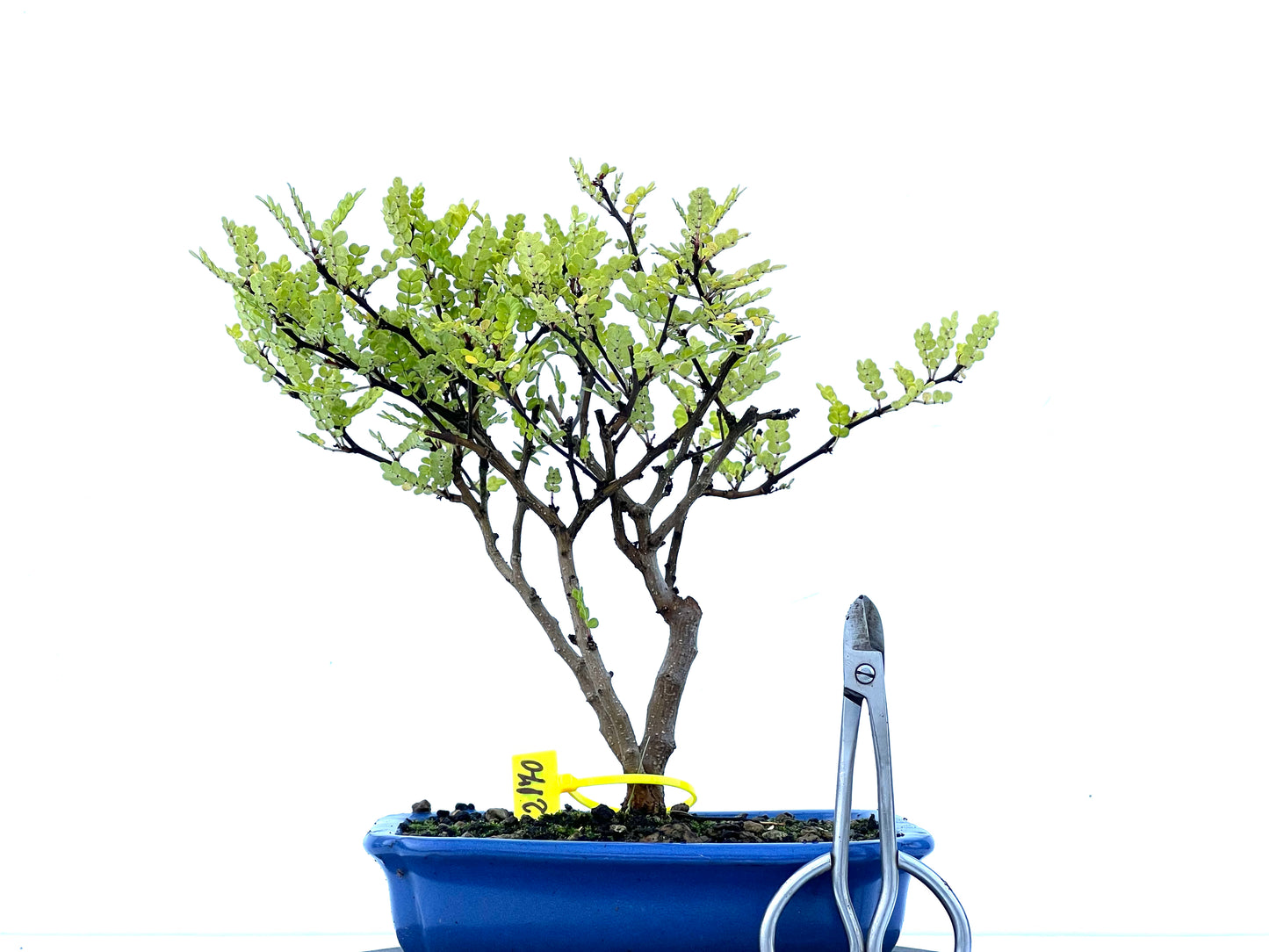 Zhantoxylum Piperitum 2170