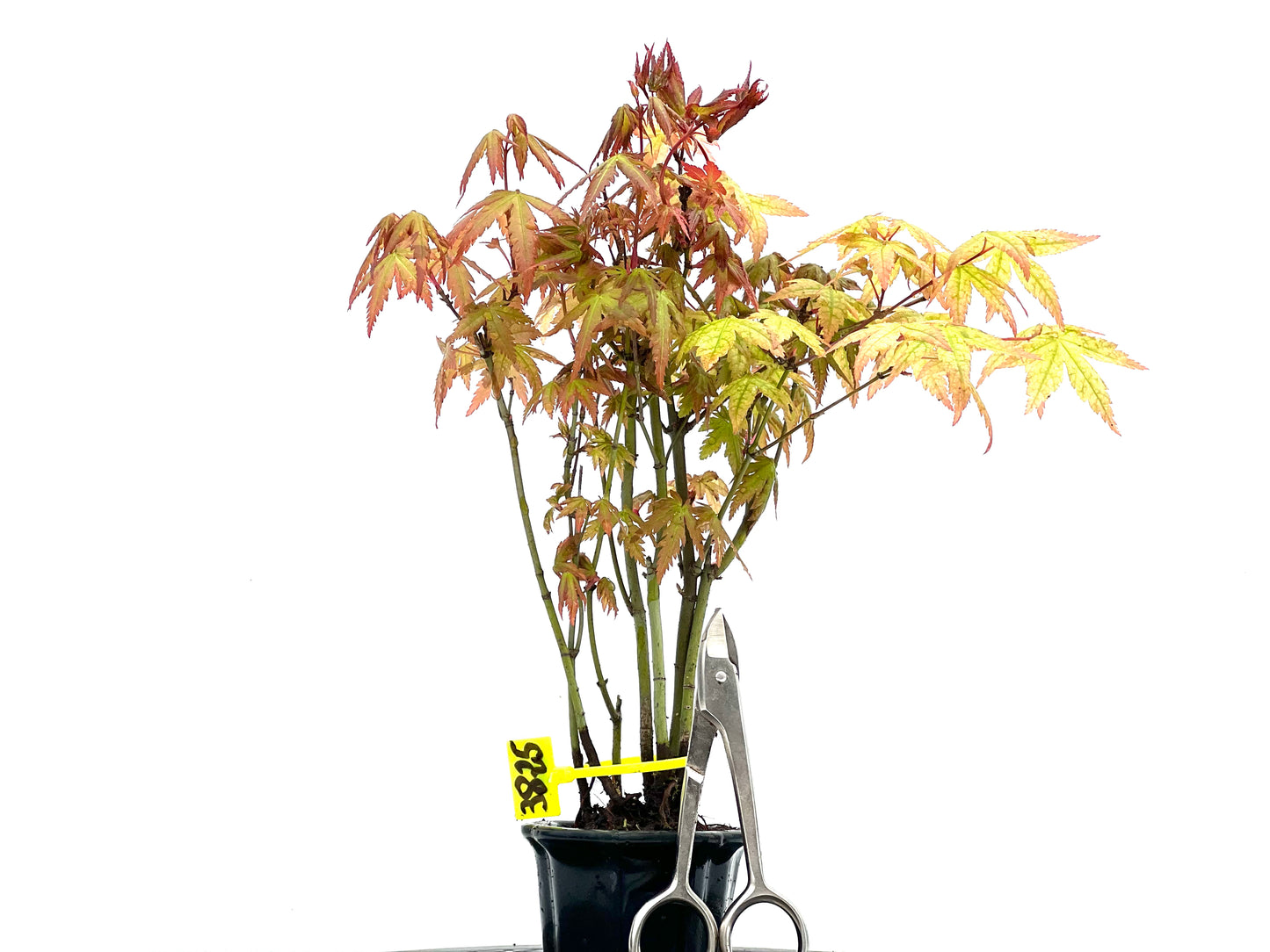 Bosque Acer Palmatum 3825