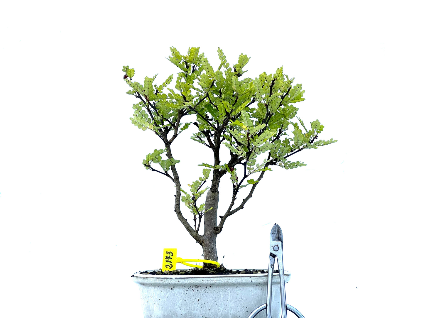 Zhantoxylum Piperitum 2173