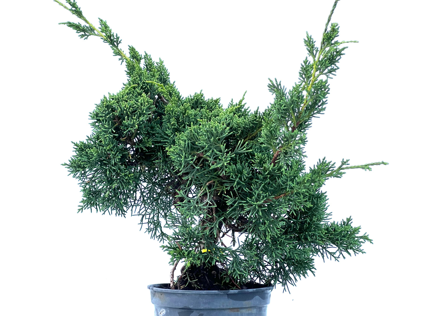 Juniperus Chinensis Kyshu 2177