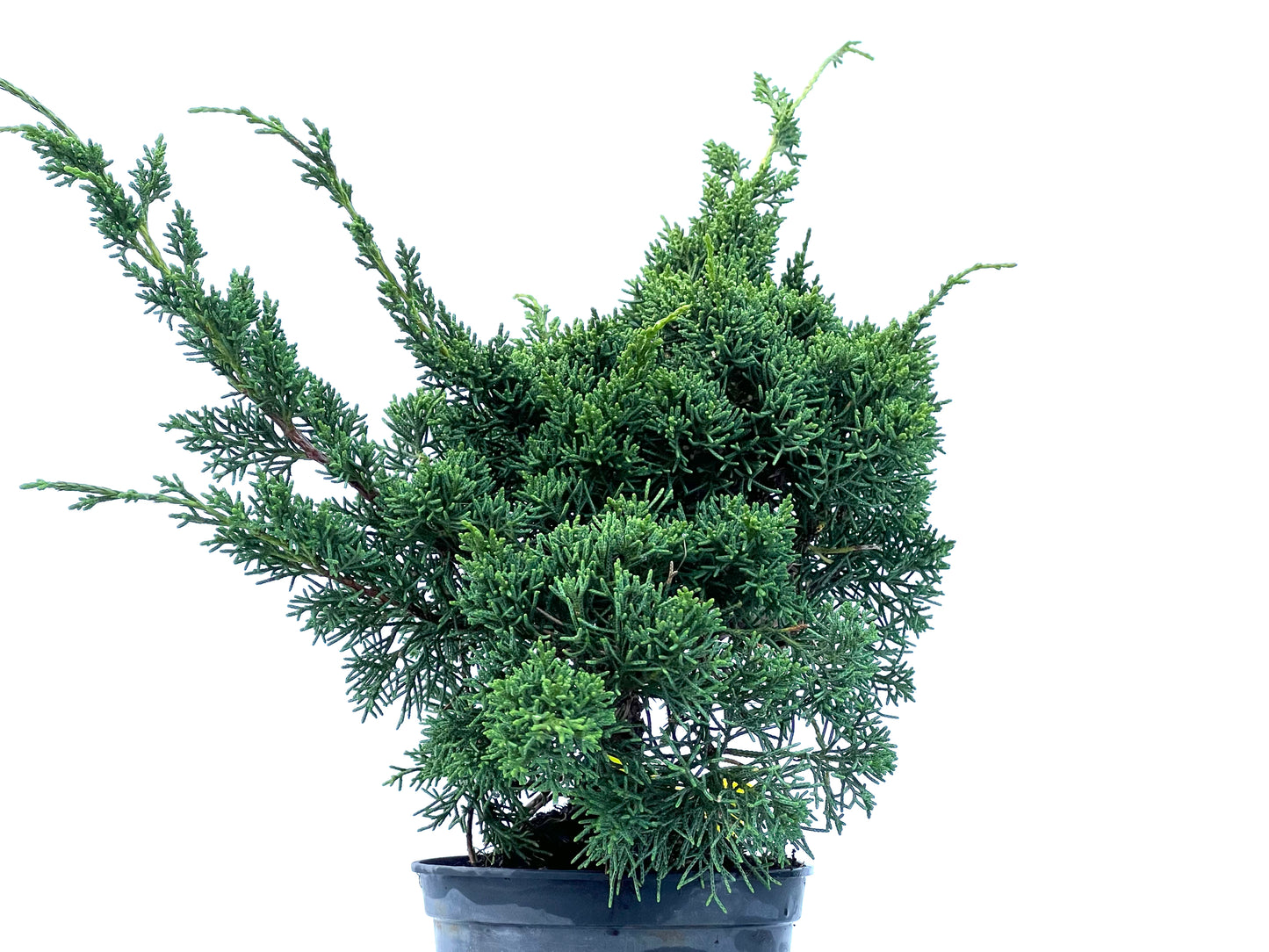 Juniperus Chinensis Kyshu 2177