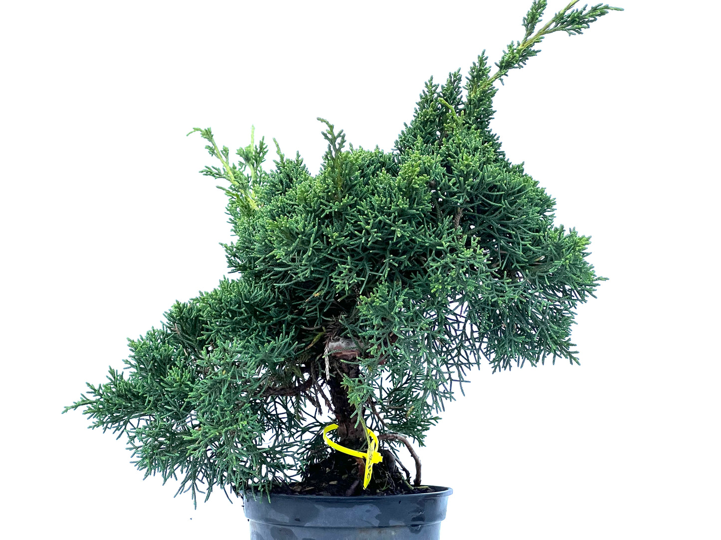 Juniperus Chinensis Kyshu 2177
