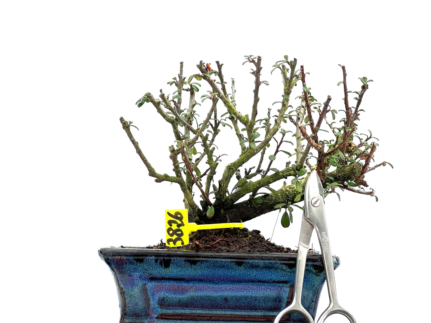 Cotoneaster Microphyllus 3826