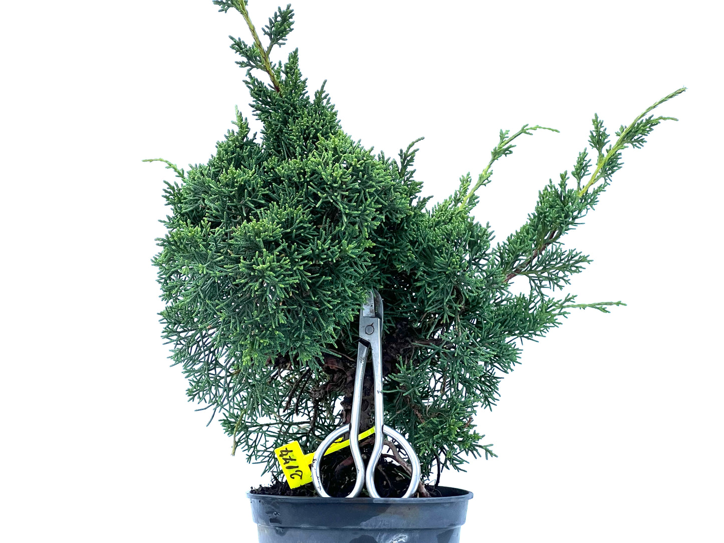 Juniperus Chinensis Kyshu 2177