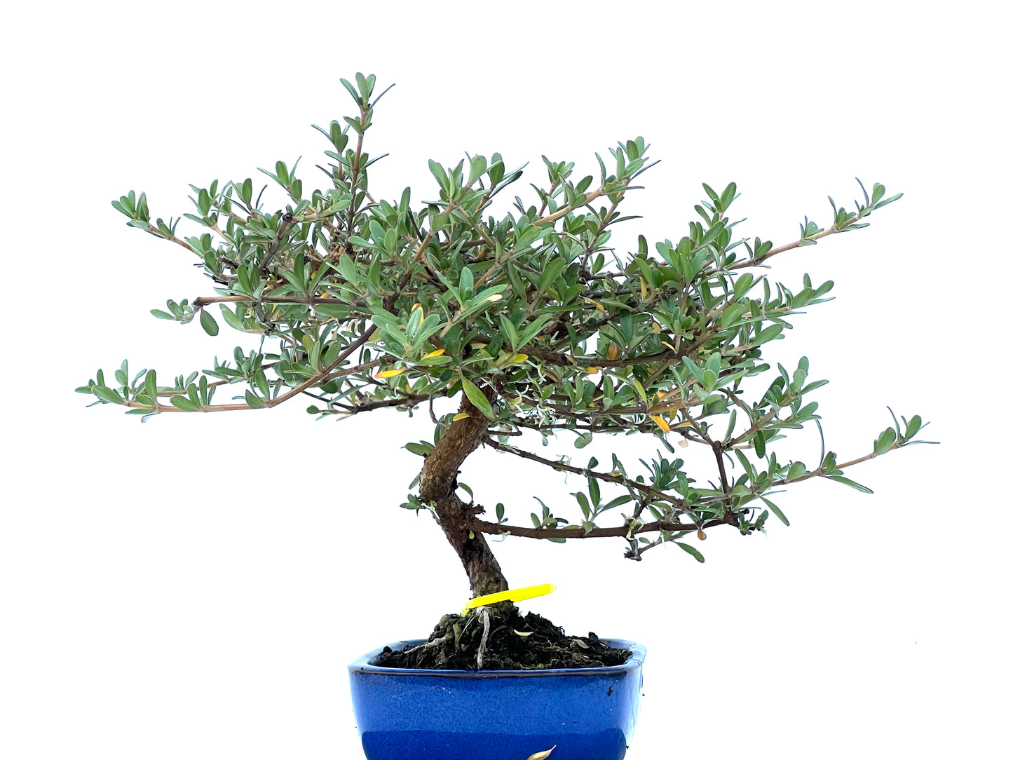 Coprosma 2178