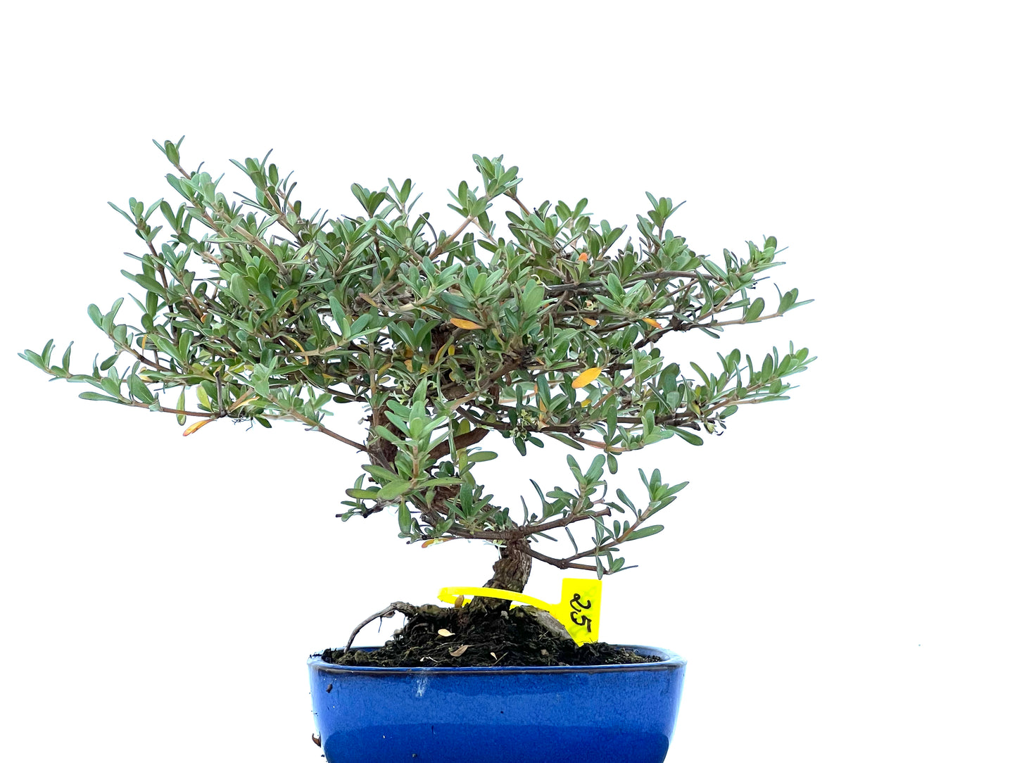 Coprosma 2178