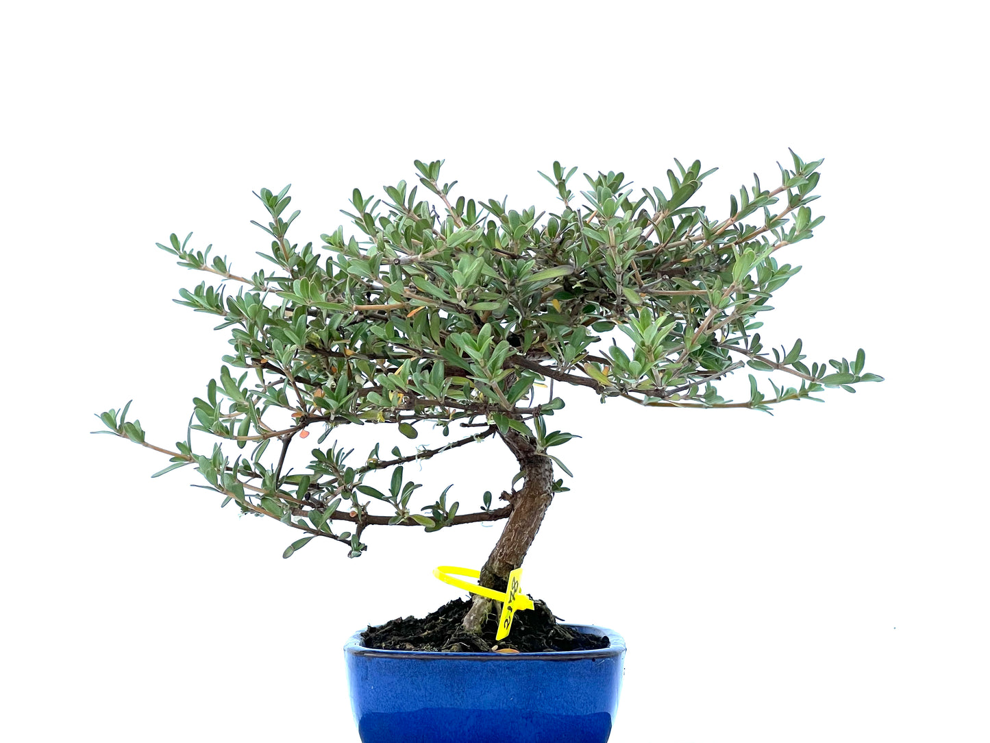 Coprosma 2178