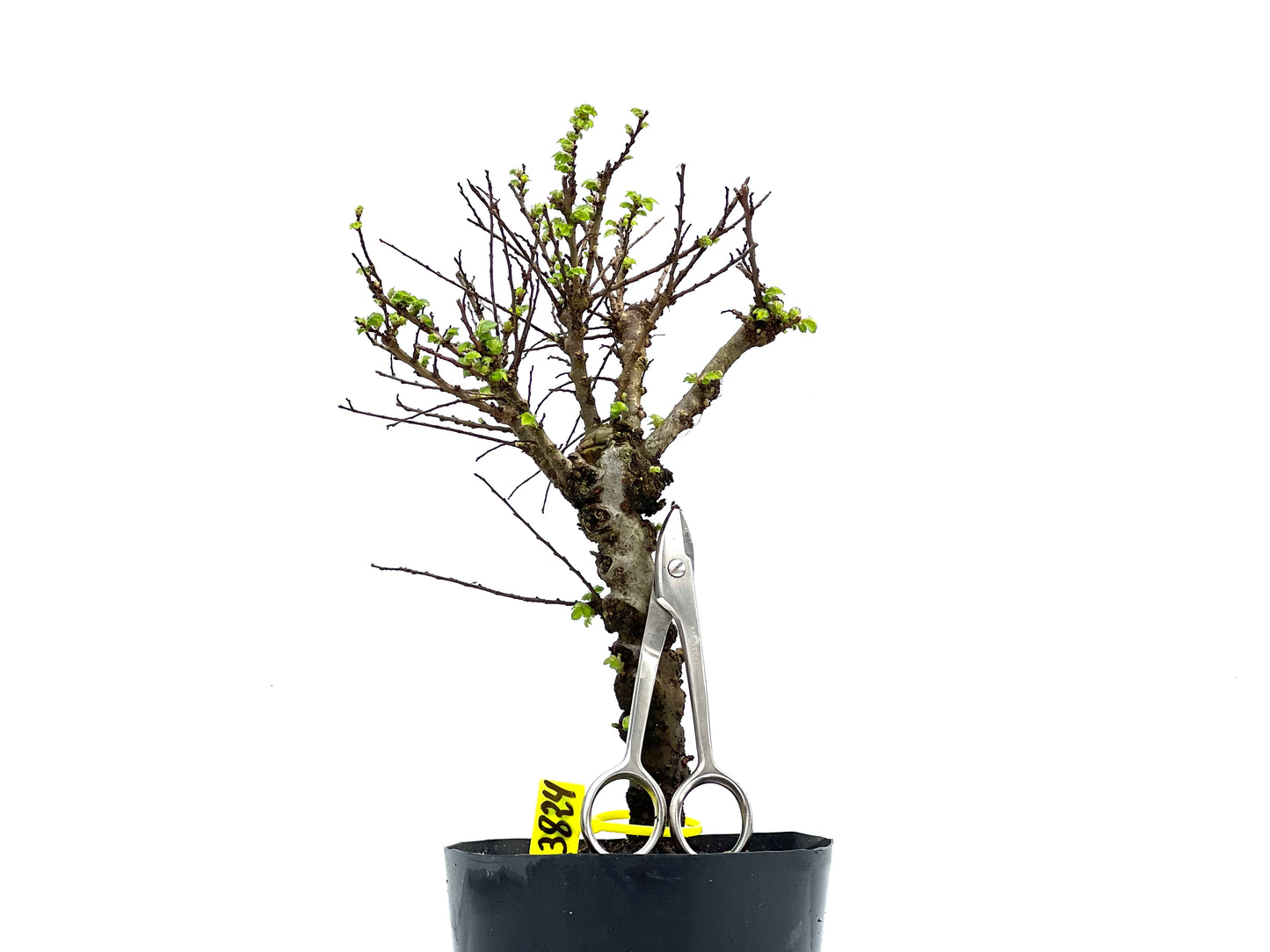 Ulmus Hokkaido 3824