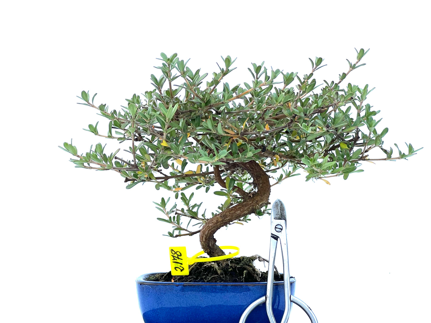 Coprosma 2178