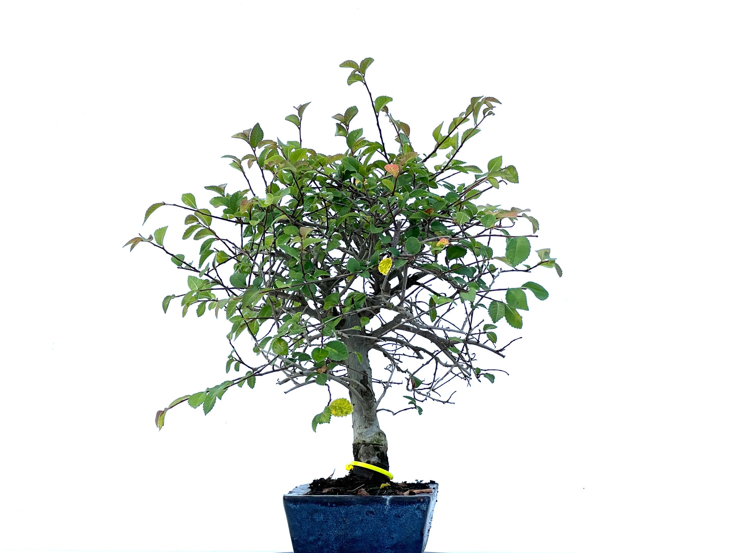Ulmus Parvifolia 2180