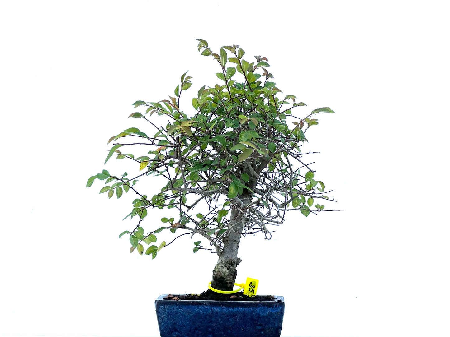Ulmus Parvifolia 2180