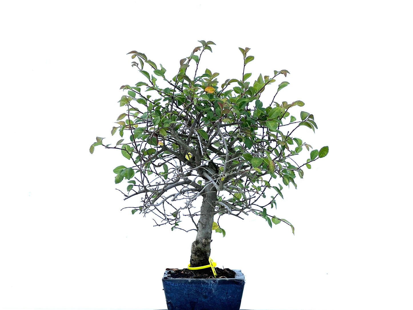 Ulmus Parvifolia 2180