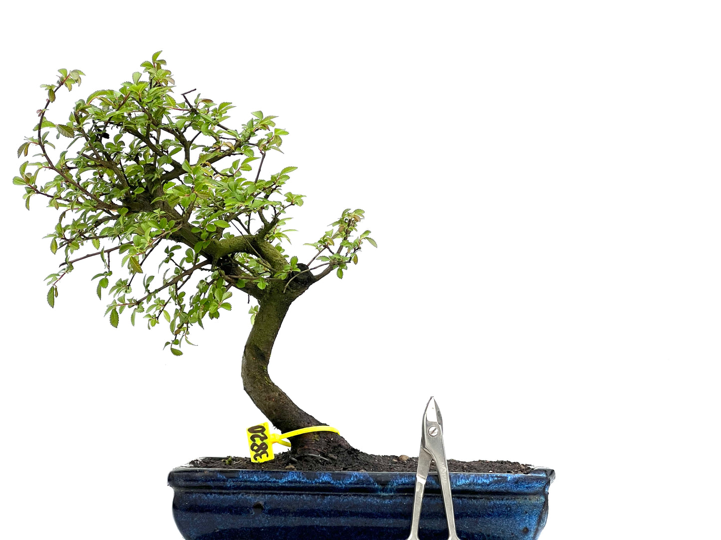 Ulmus Parvifolia 3820