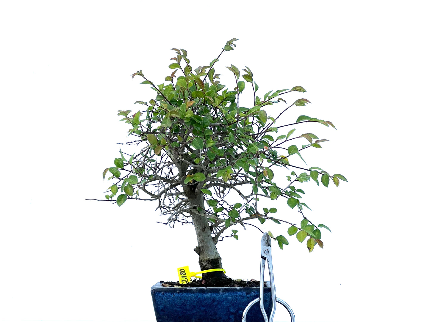 Ulmus Parvifolia 2180