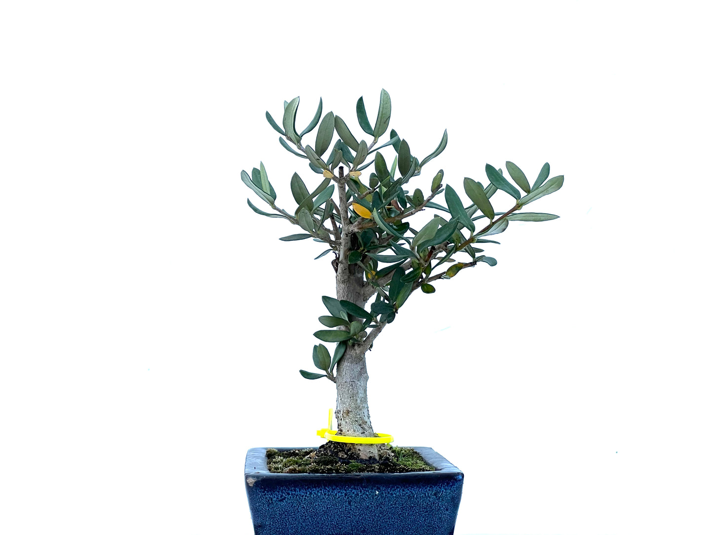 Olea Europaea Sylvestris 2181