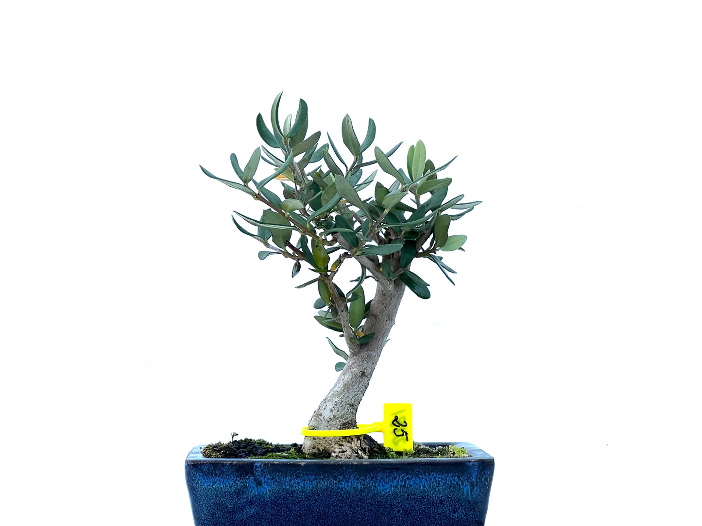 Olea Europaea Sylvestris 2181