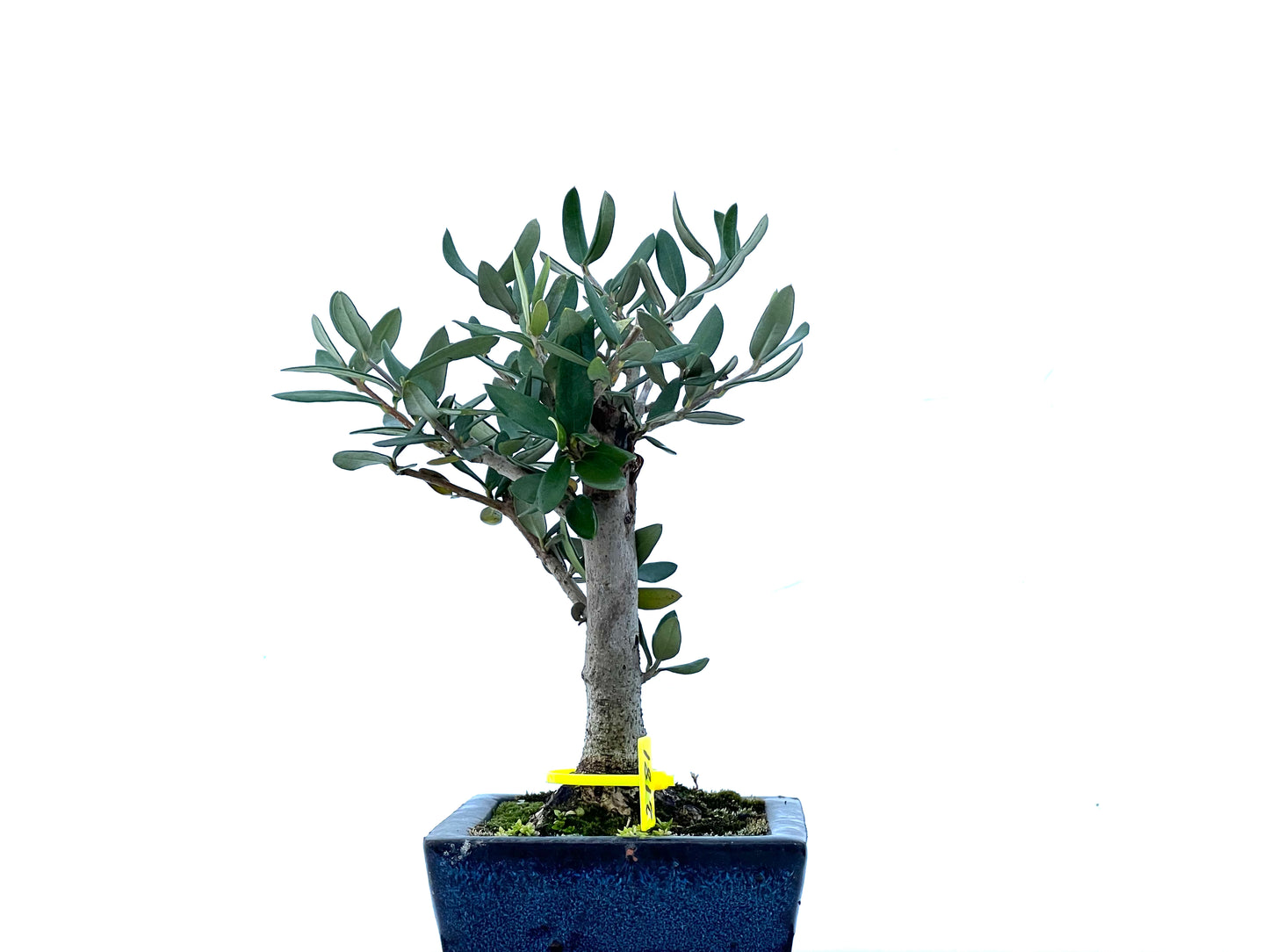 Olea Europaea Sylvestris 2181
