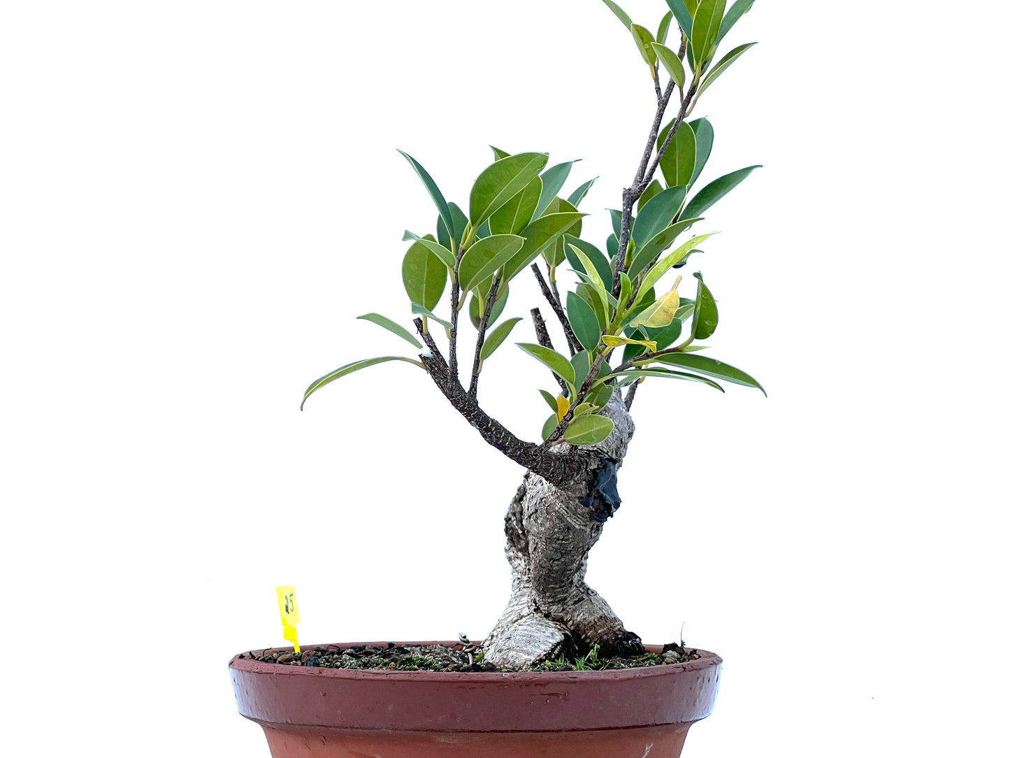 Ficus Tiger Bark 2182