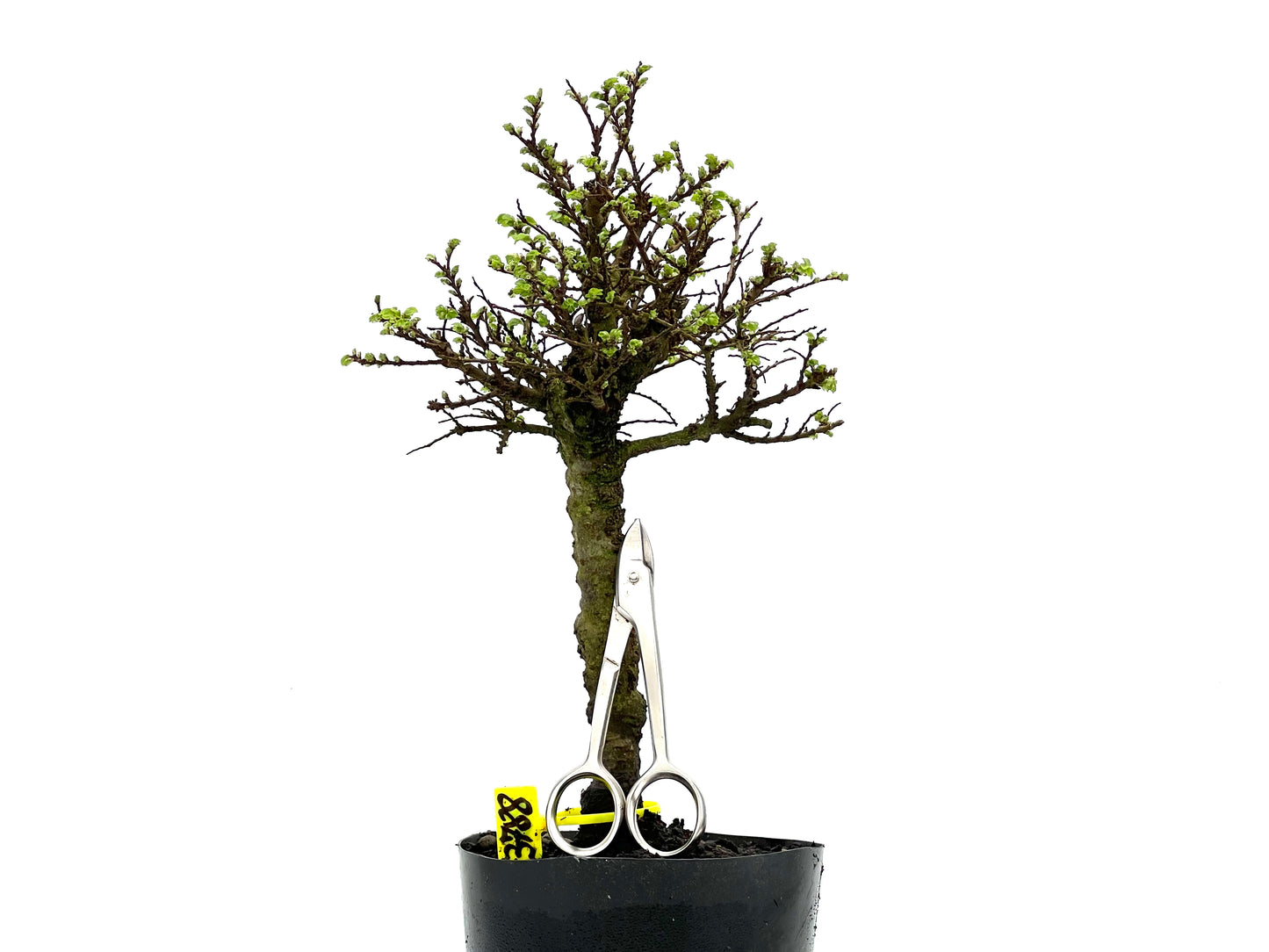 Ulmus Hokkaido 3788