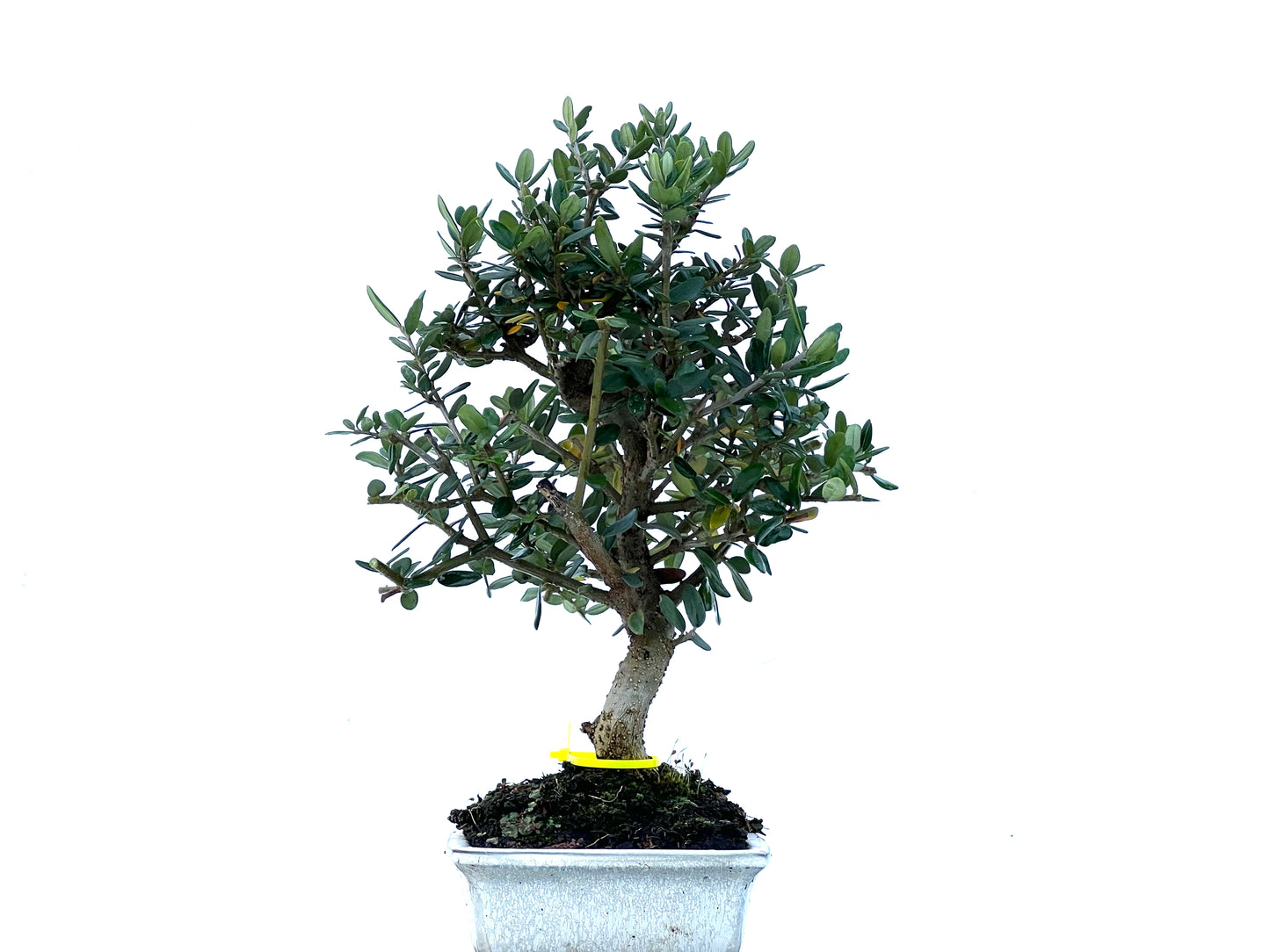 Olea Europaea Sylvestris 2183