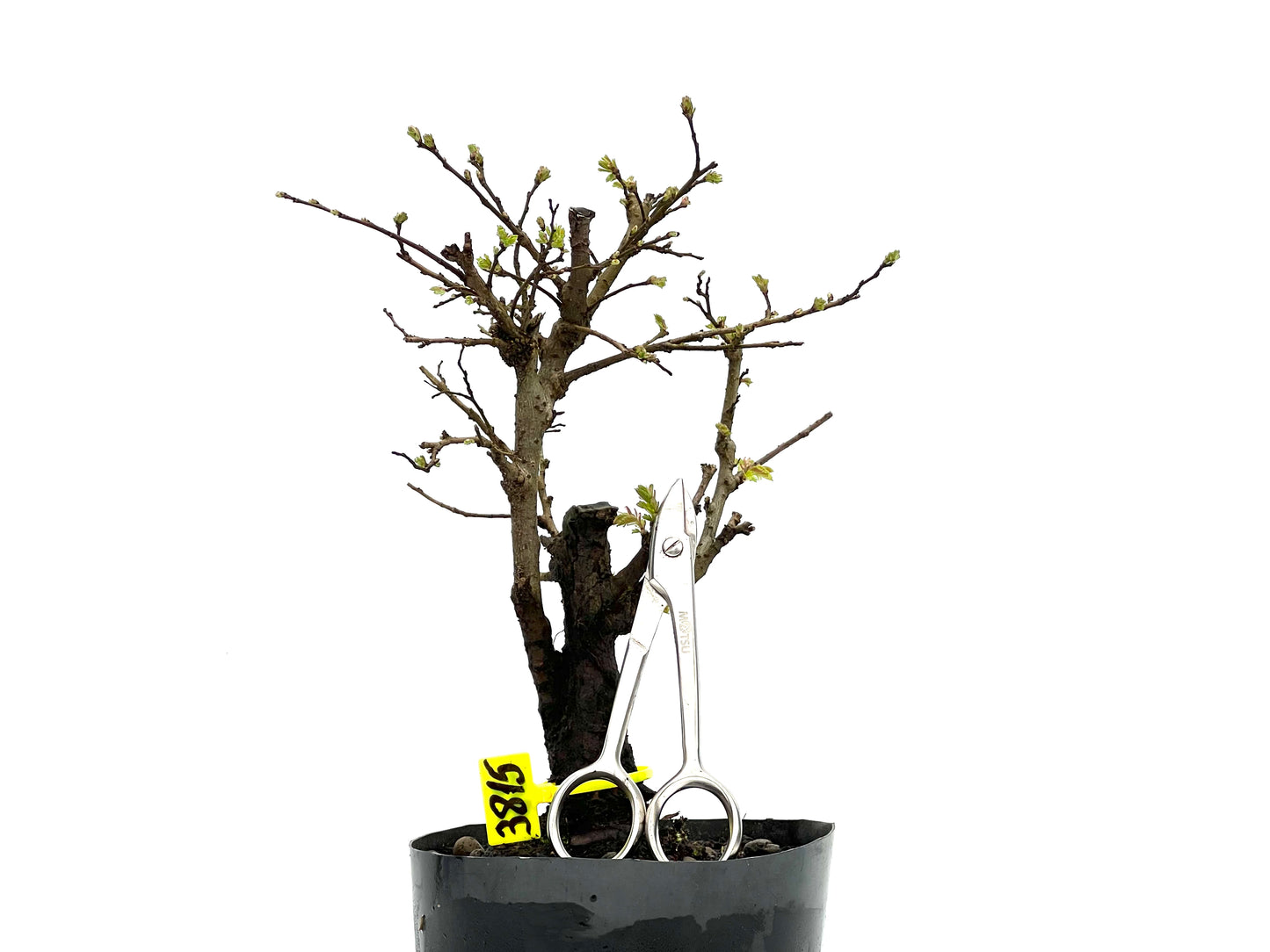 Olmo Nire Keyaki 3815